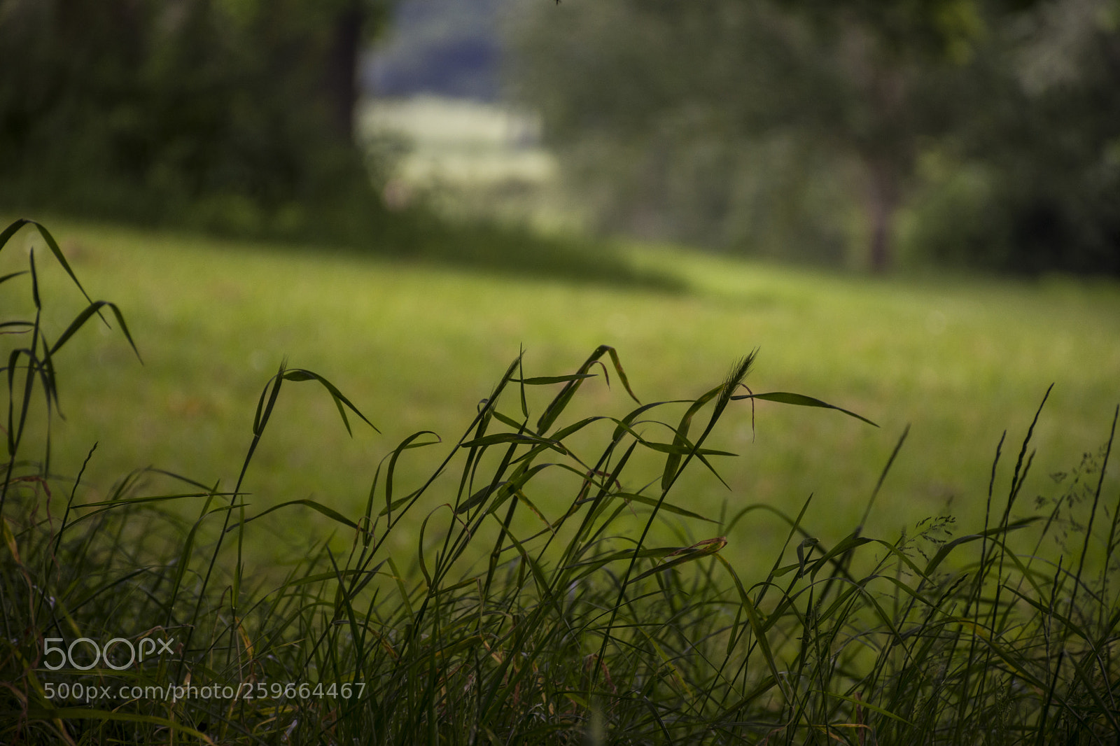 Nikon D7200 sample photo. Grass photography