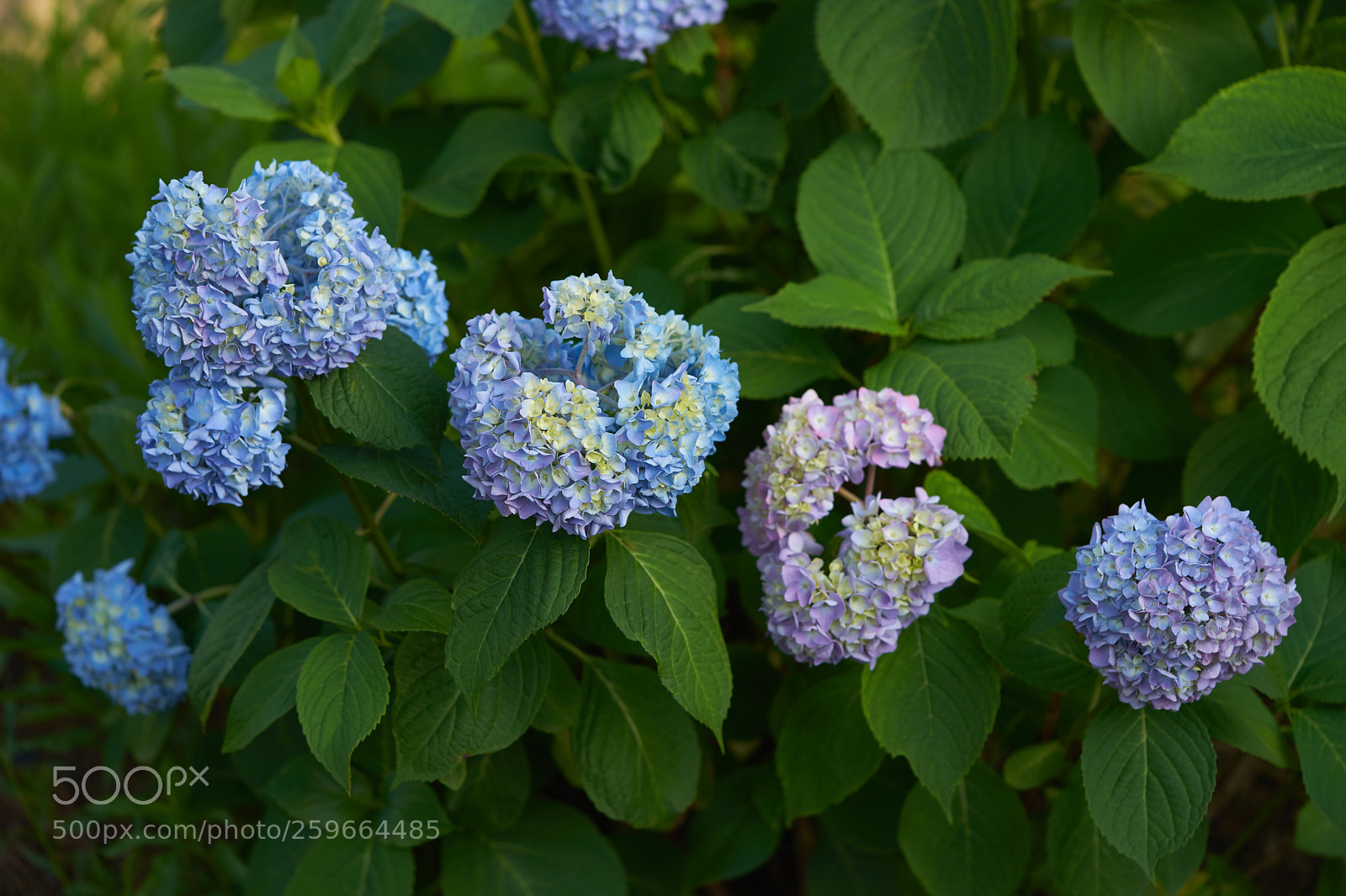 Sony a7 sample photo. Flowers 6677 photography