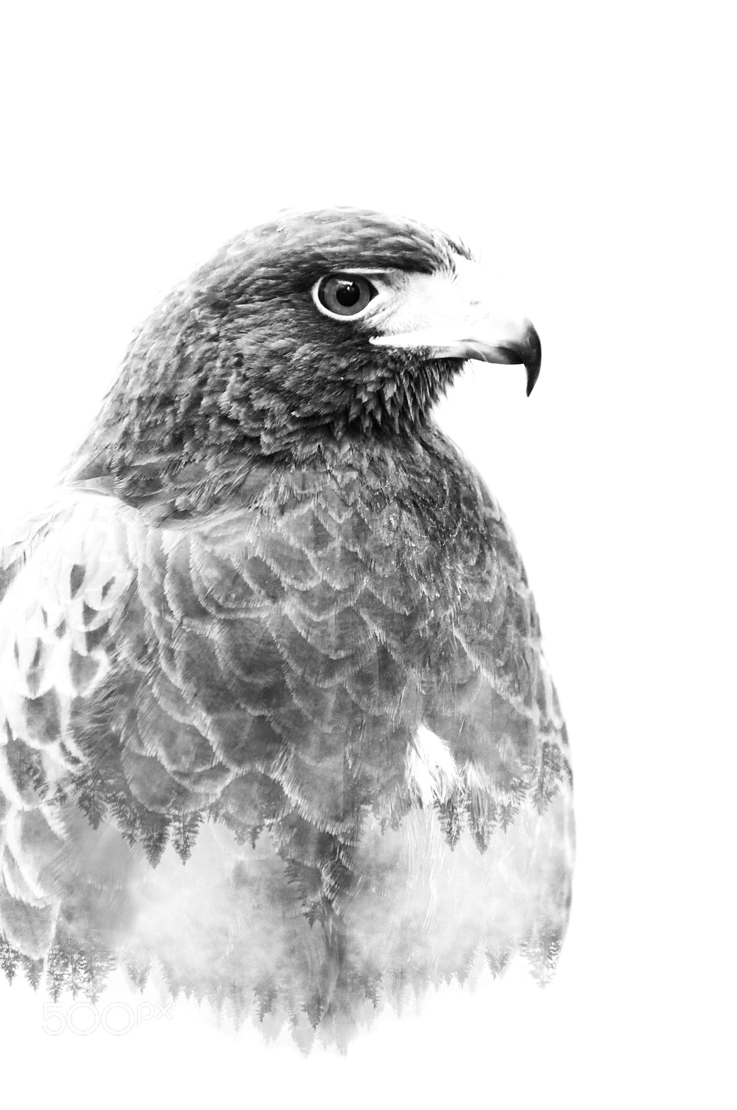 Nikon D300 sample photo. Hawk photography