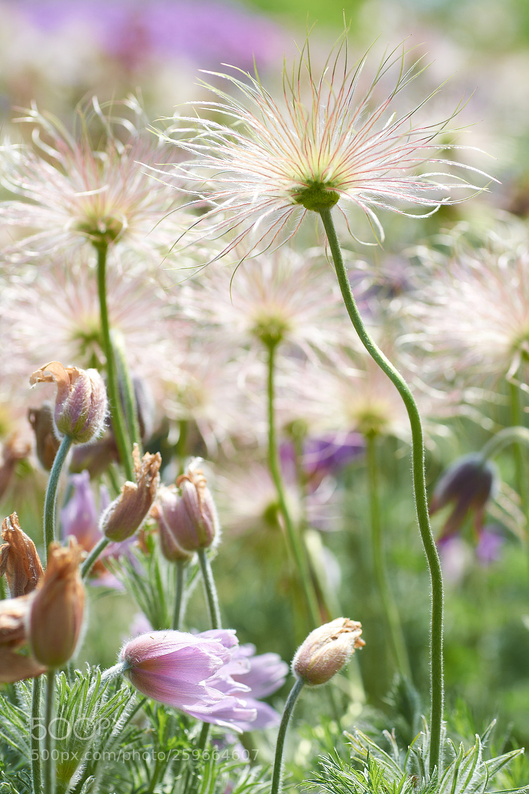 Nikon D7000 sample photo. Fluffy flower photography