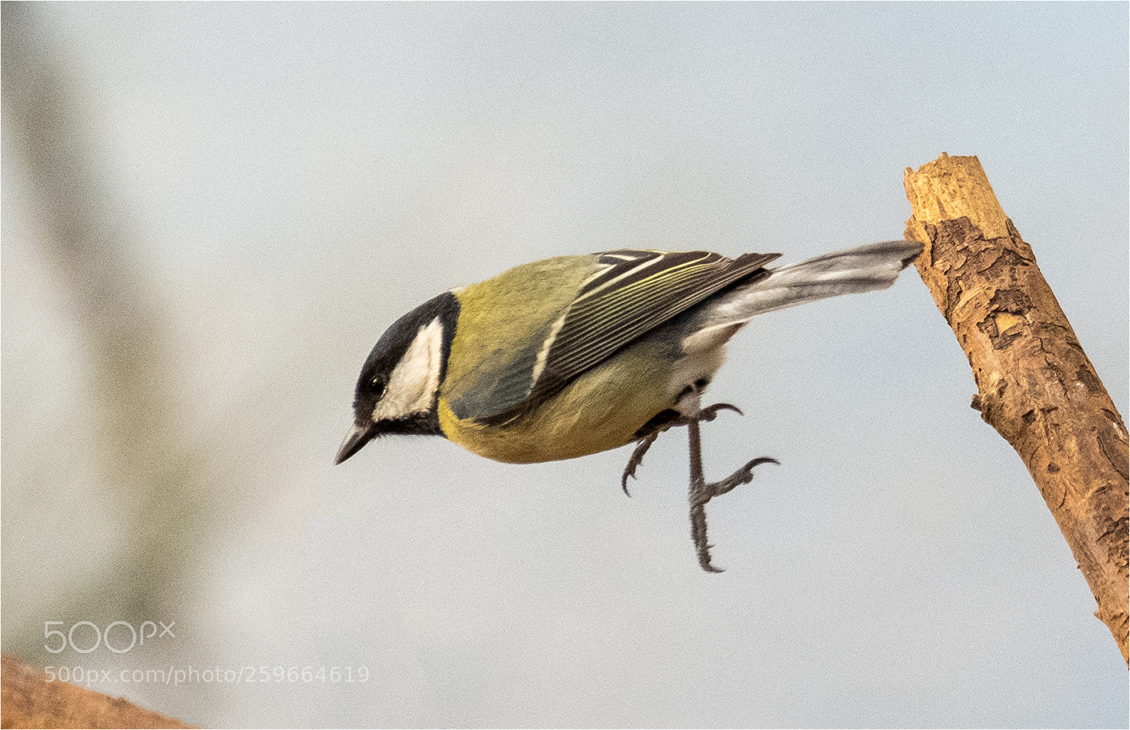 Fujifilm X-T2 sample photo. Great tit diving photography