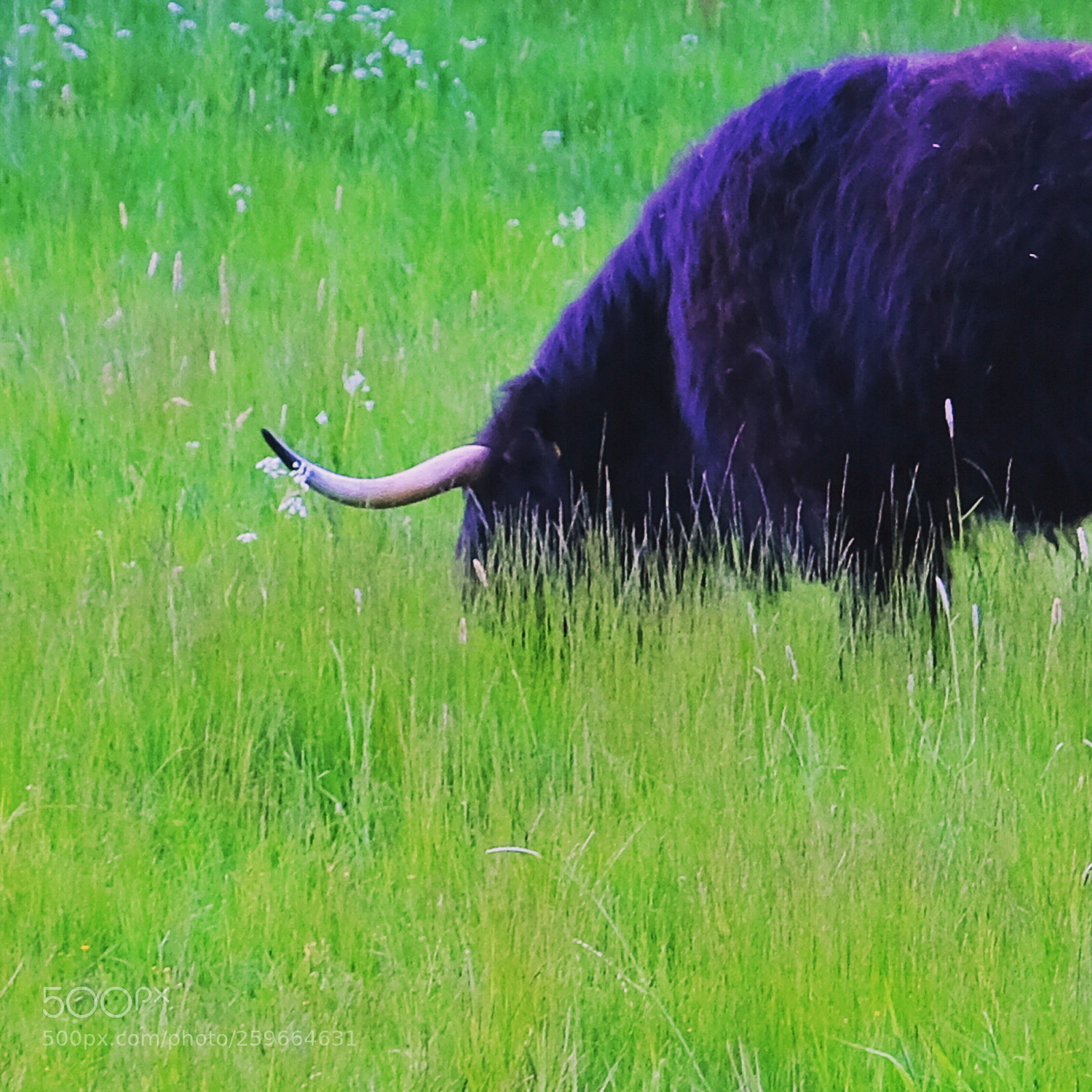 Fujifilm X-T2 sample photo. Highland cattle photography