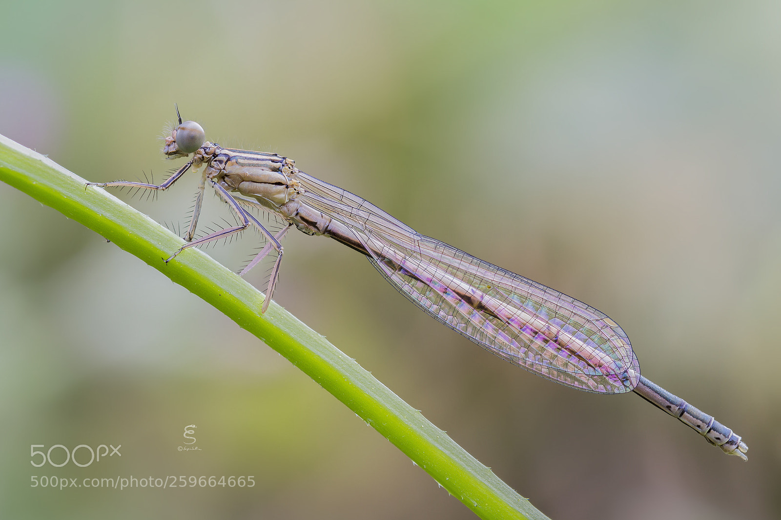 Canon EOS 700D (EOS Rebel T5i / EOS Kiss X7i) sample photo. Platycnemis pennipes ♂ photography