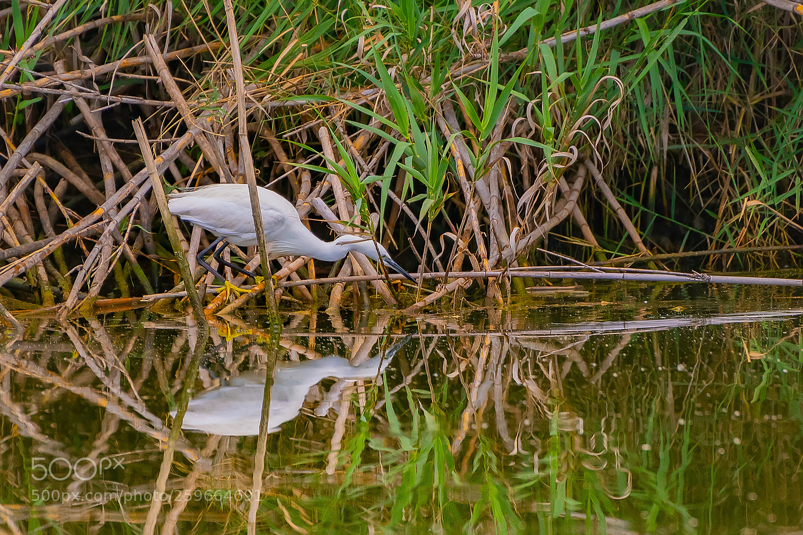 Nikon D5300 sample photo. Egret in the river photography