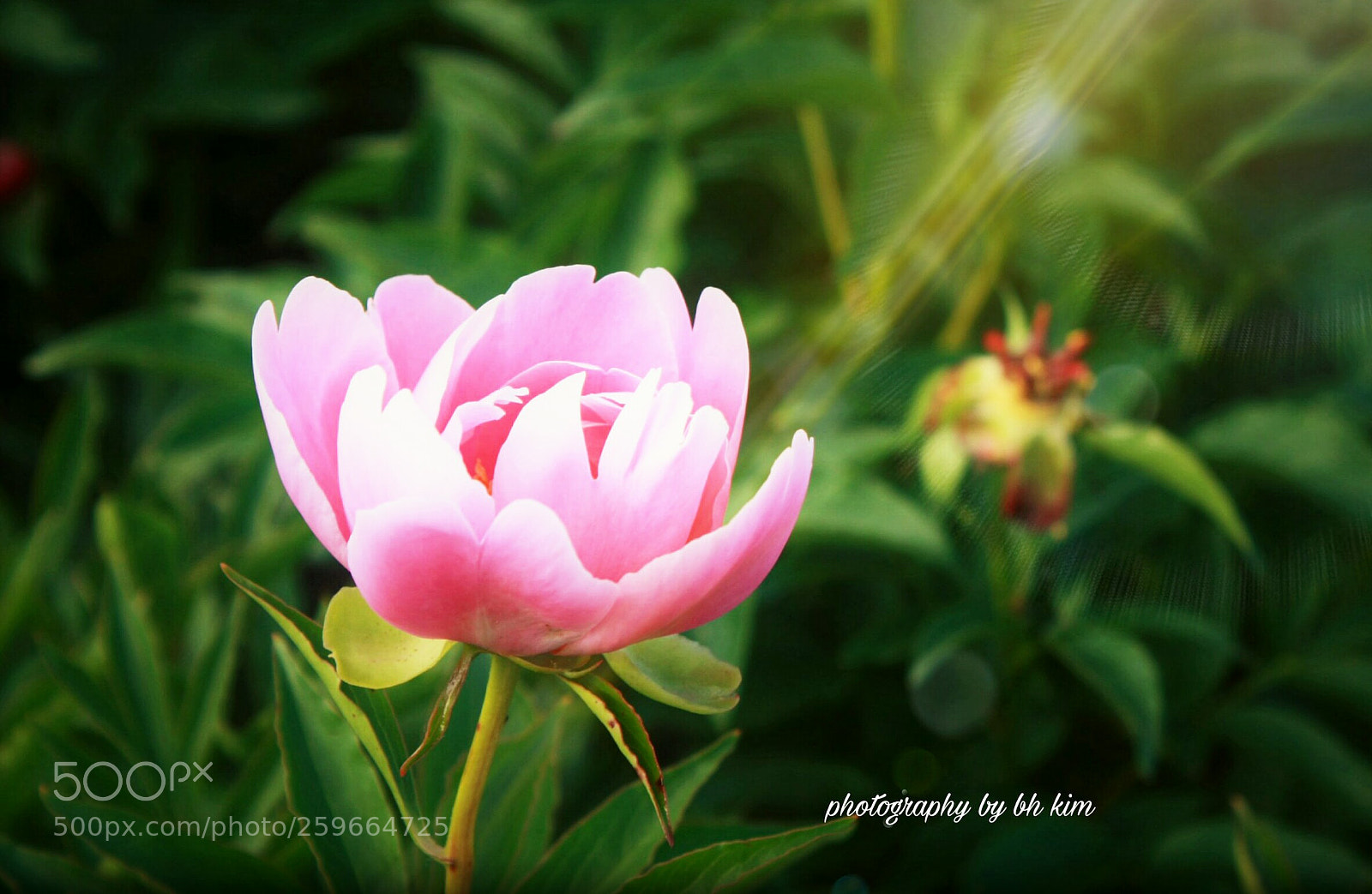 Canon EOS 1000D (EOS Digital Rebel XS / EOS Kiss F) sample photo. 작약 芍藥 photography