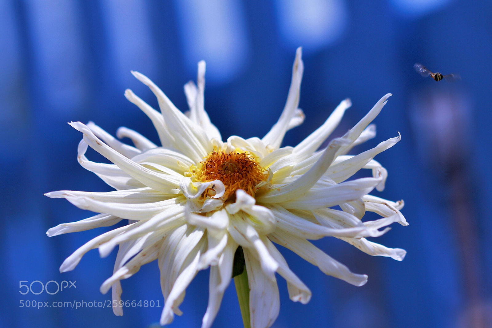 Canon EOS 60D sample photo. Dalia photography