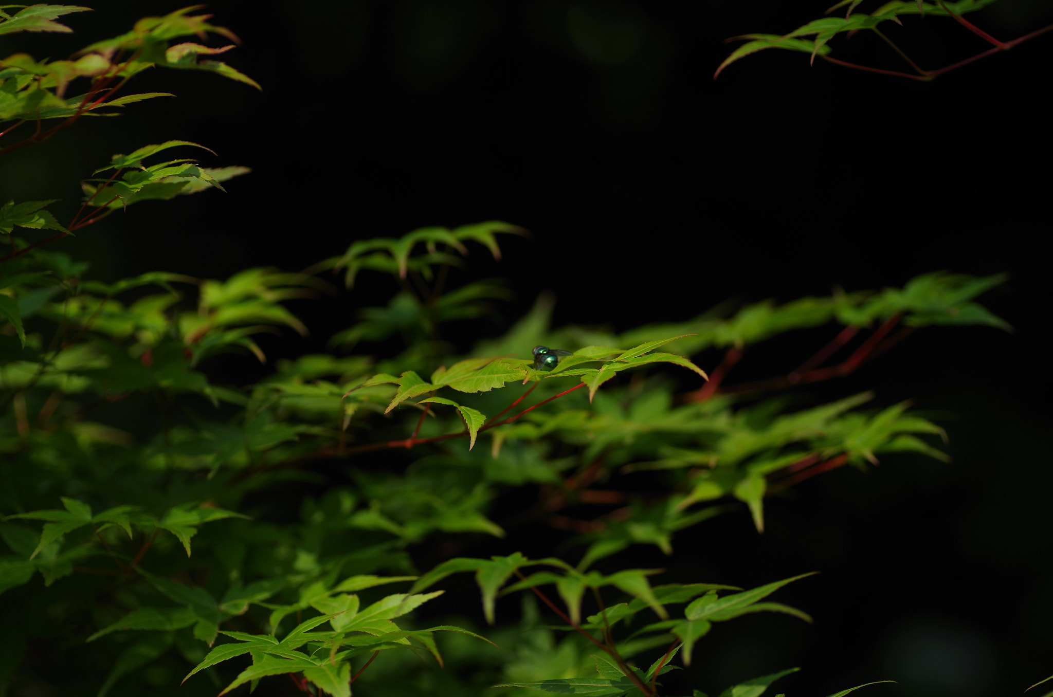 Pentax K-30 + Tamron SP AF 90mm F2.8 Di Macro sample photo. During a break photography