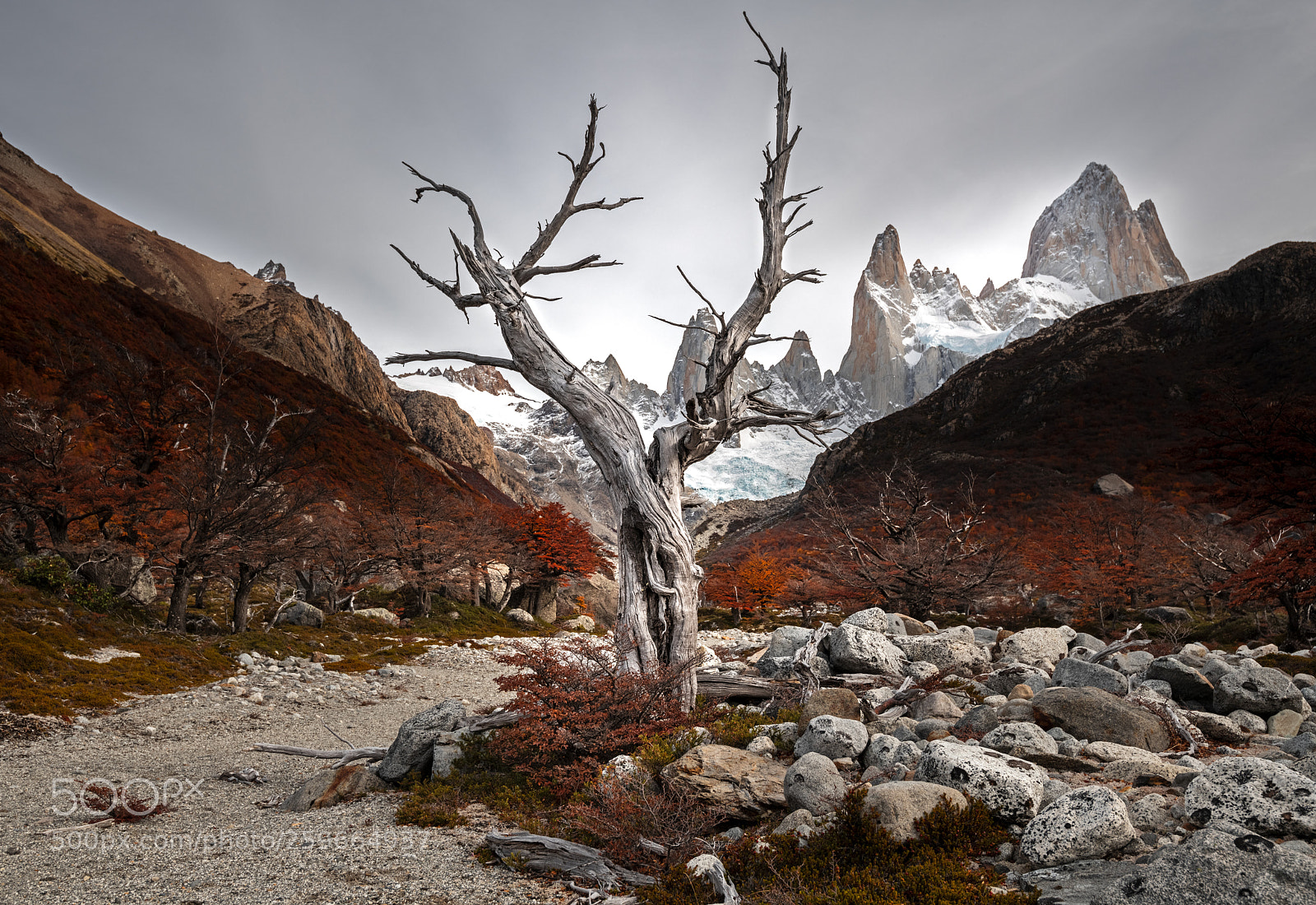 Nikon D850 sample photo. Lone tree photography