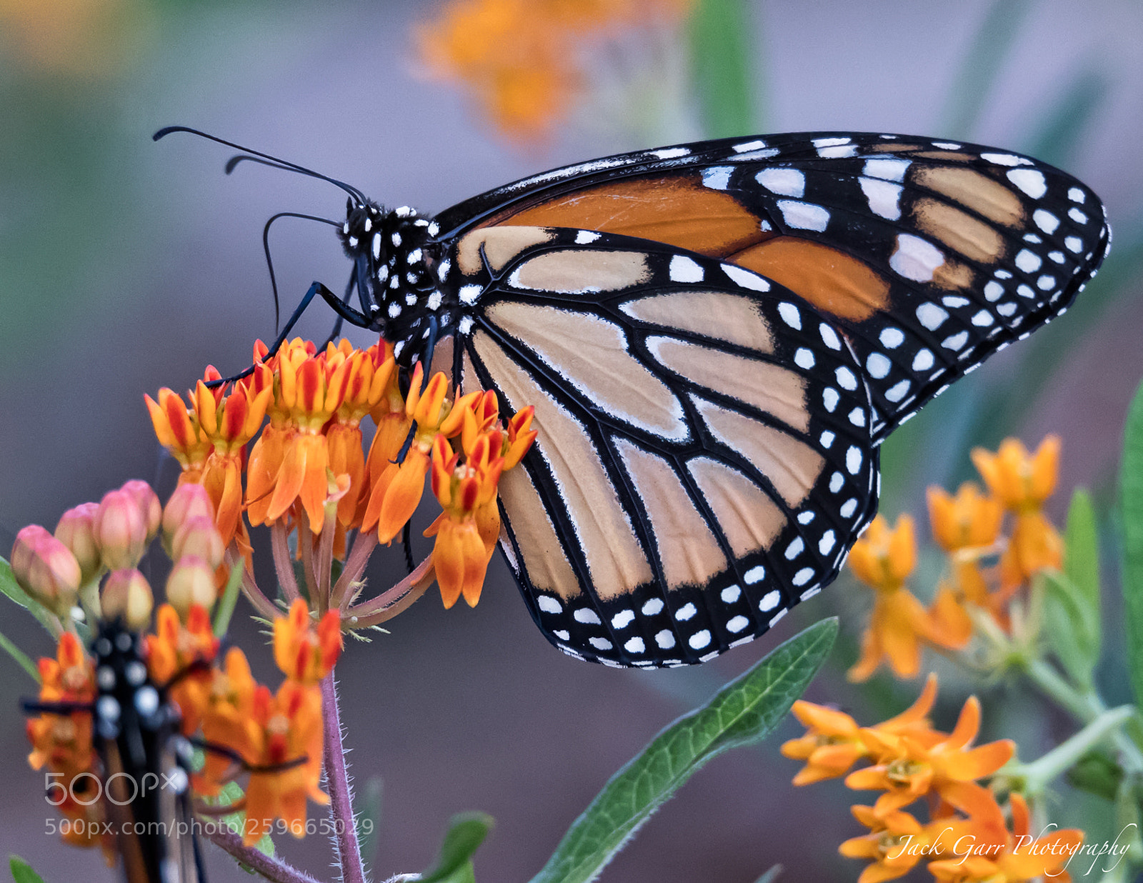 Canon EOS-1D X Mark II sample photo. Monarch butterfly feeding on photography