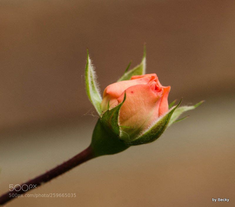 Nikon D7000 sample photo. B photography