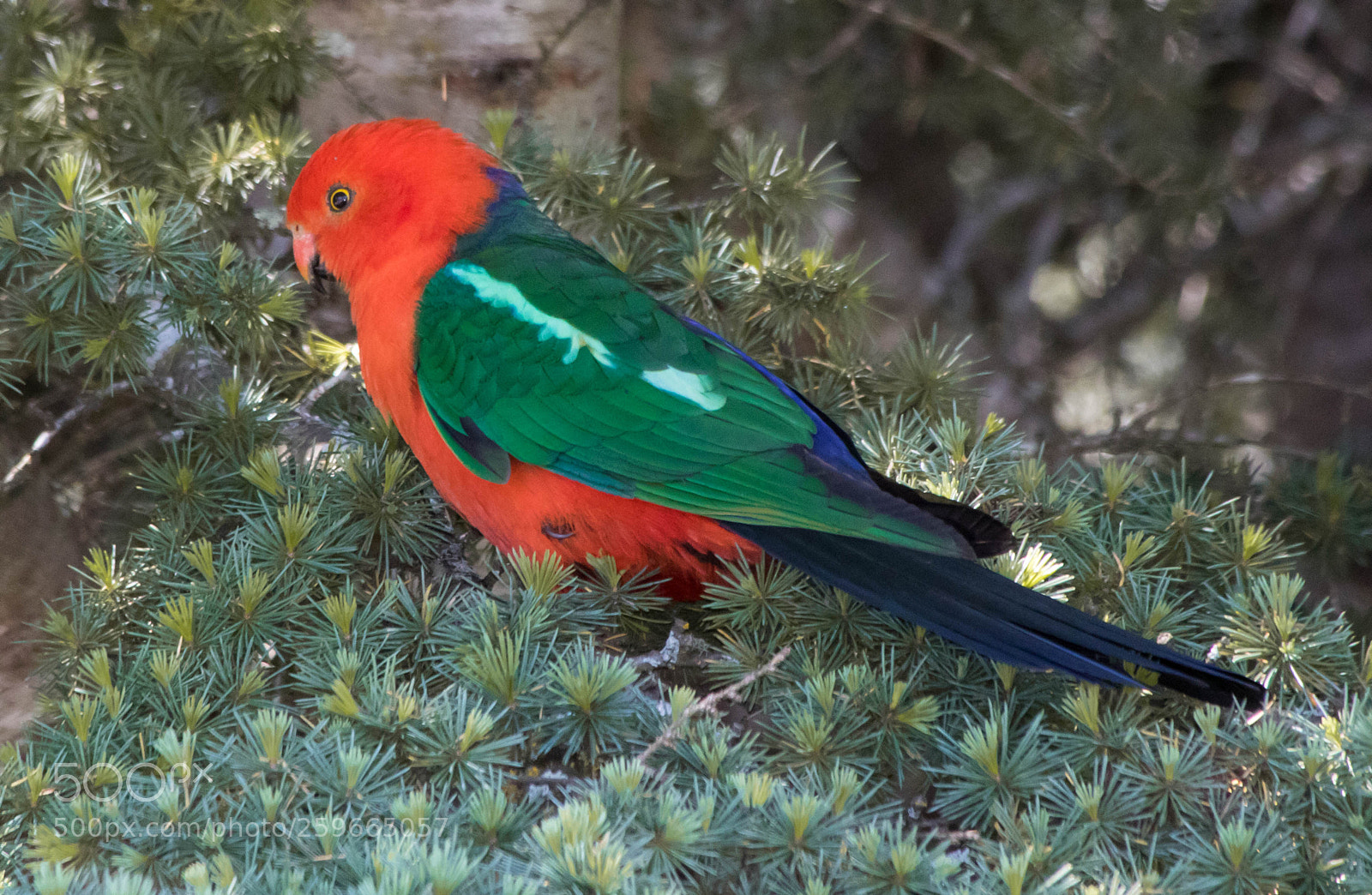 Canon EOS 7D Mark II sample photo. King parrot photography