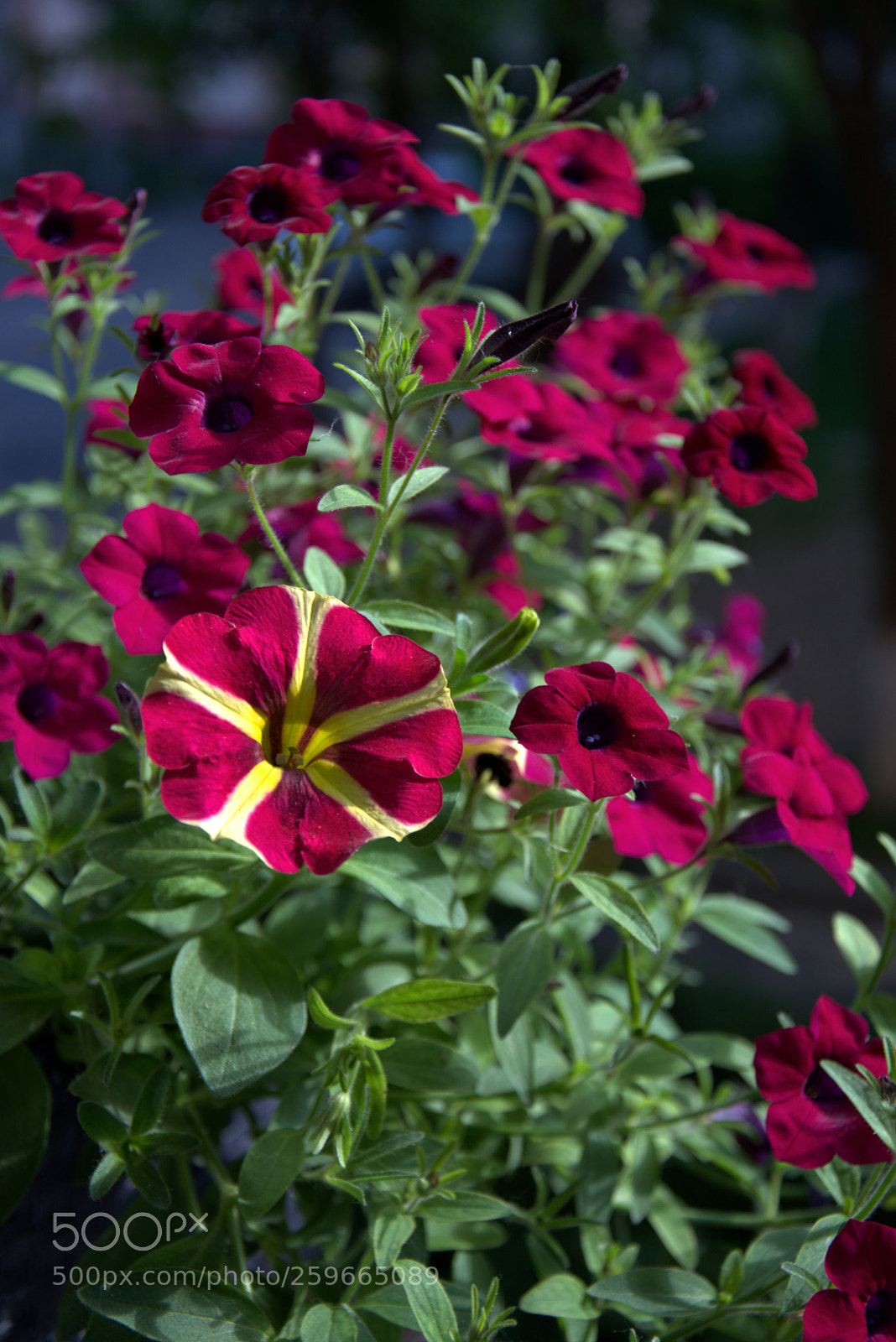 Nikon D5300 sample photo. Window box flowers photography