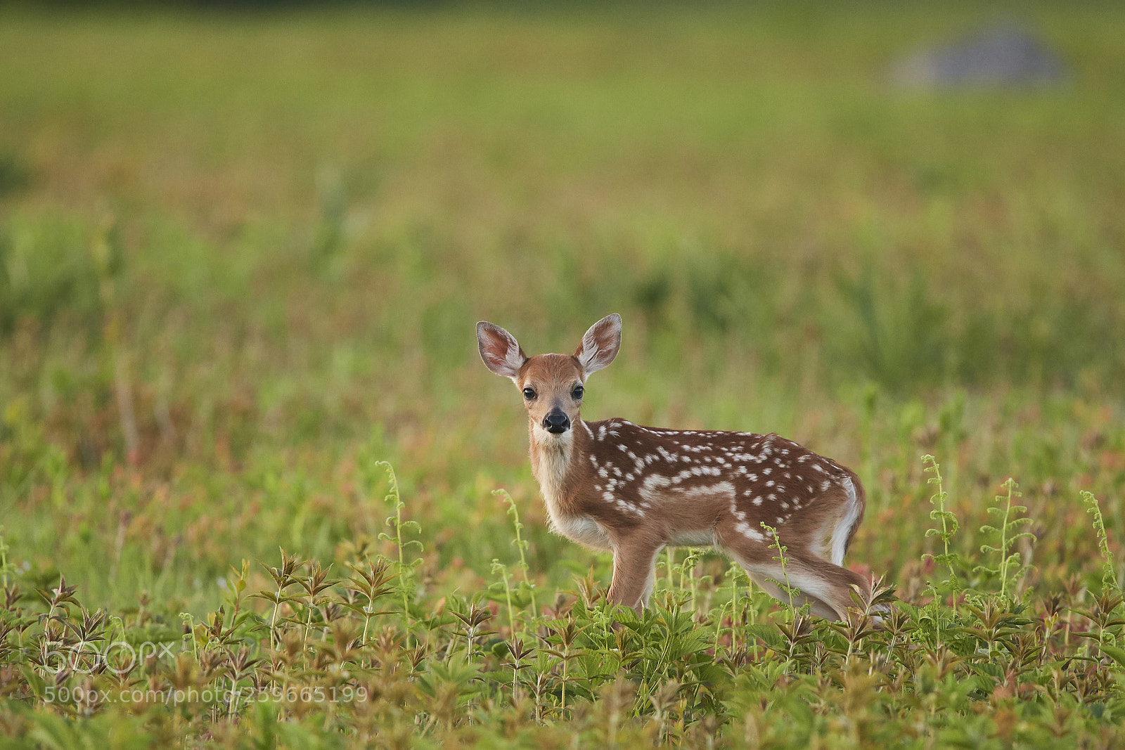 Nikon D500 sample photo. White-tailed deer fawn photography