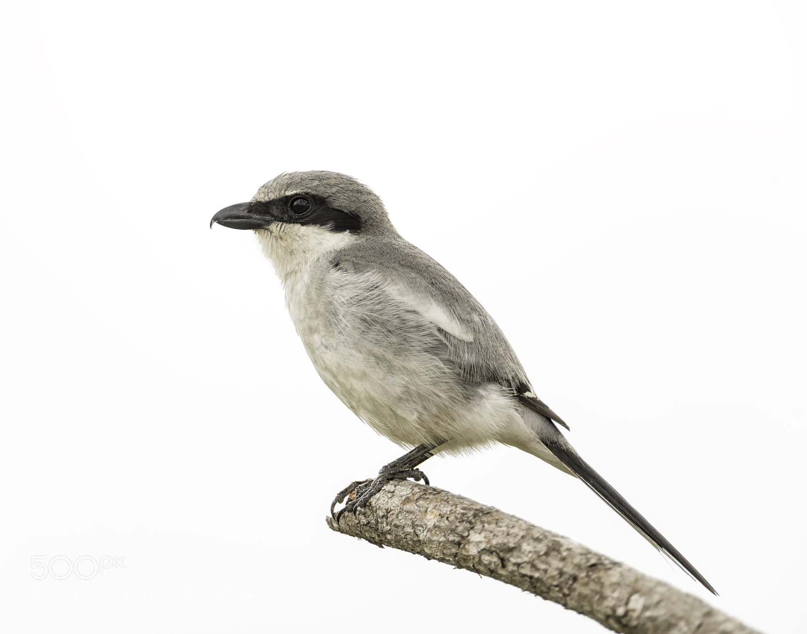 Nikon D850 sample photo. A northern shrike photography