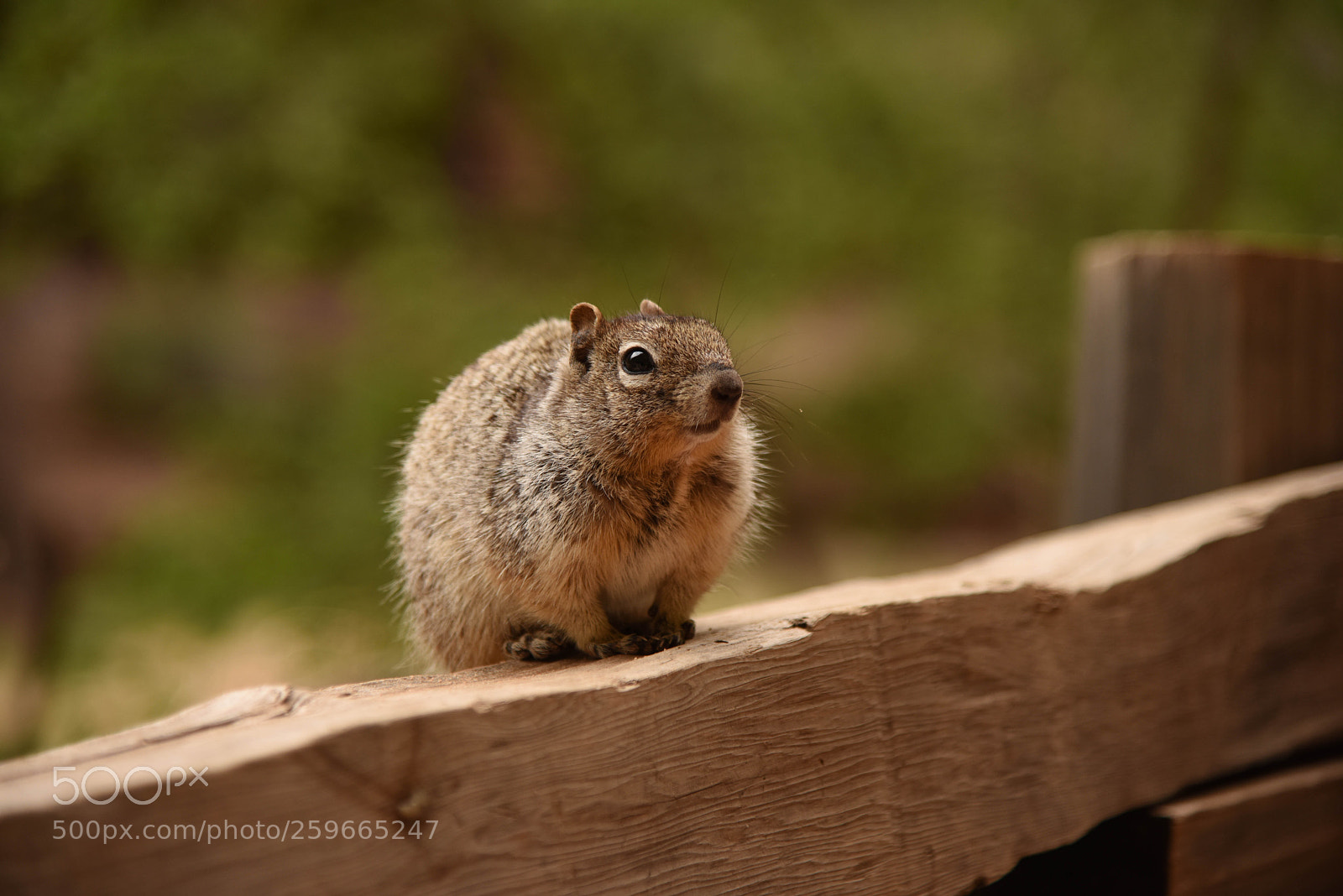 Nikon D810 sample photo. Fuzzy face photography