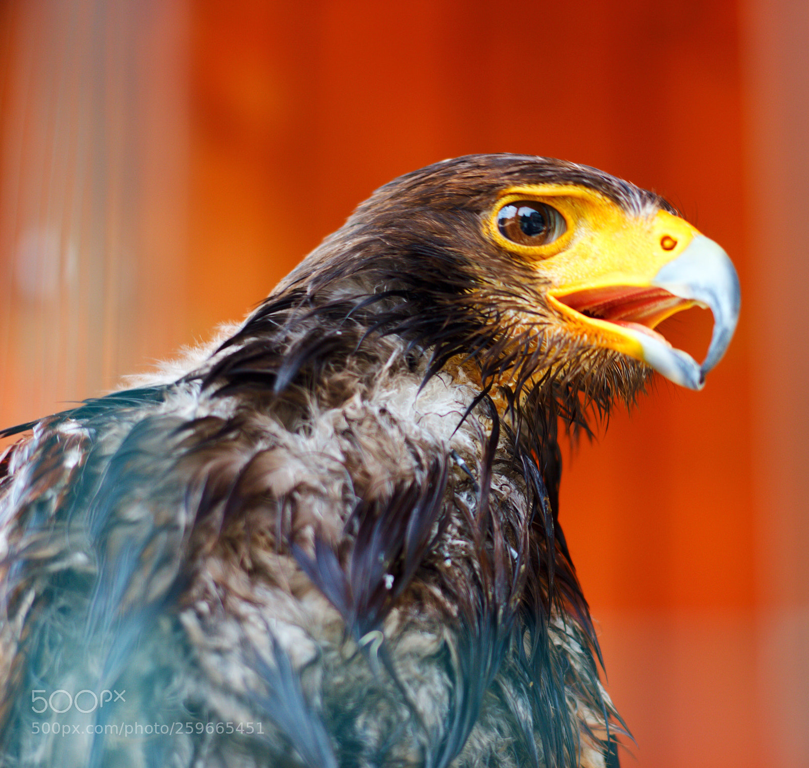Canon EOS 700D (EOS Rebel T5i / EOS Kiss X7i) sample photo. Geronimo  photography