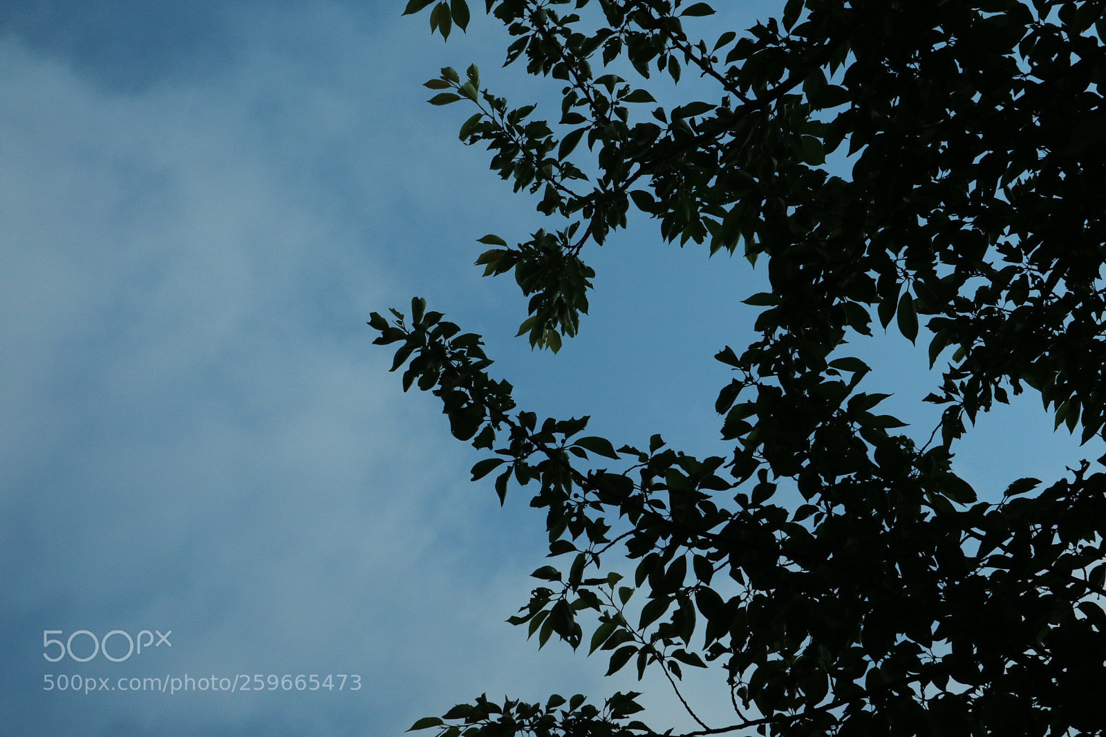 Canon EOS M3 sample photo. Leaves photography