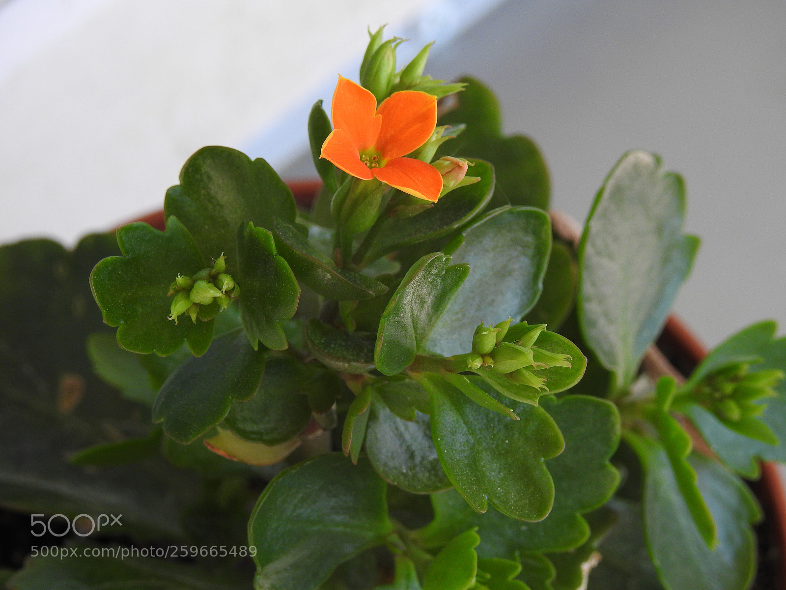 Nikon Coolpix P900 sample photo. Dscn photography