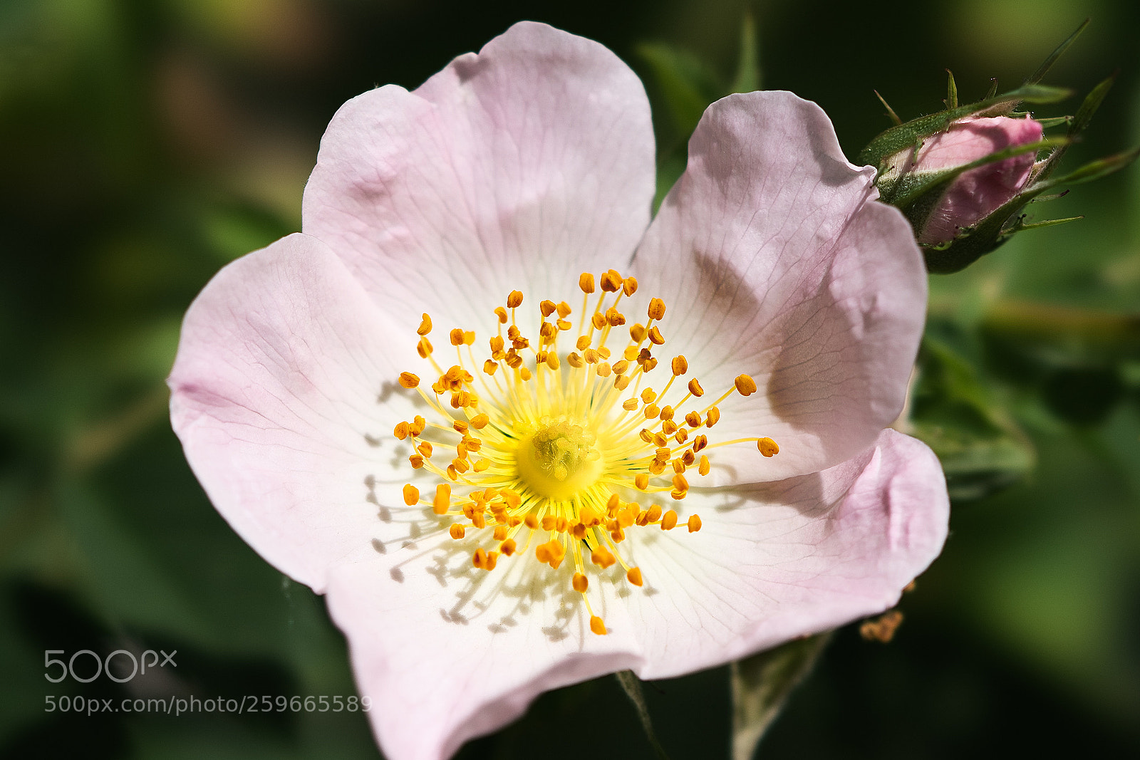 Sony a6500 sample photo. Floribunda rose photography