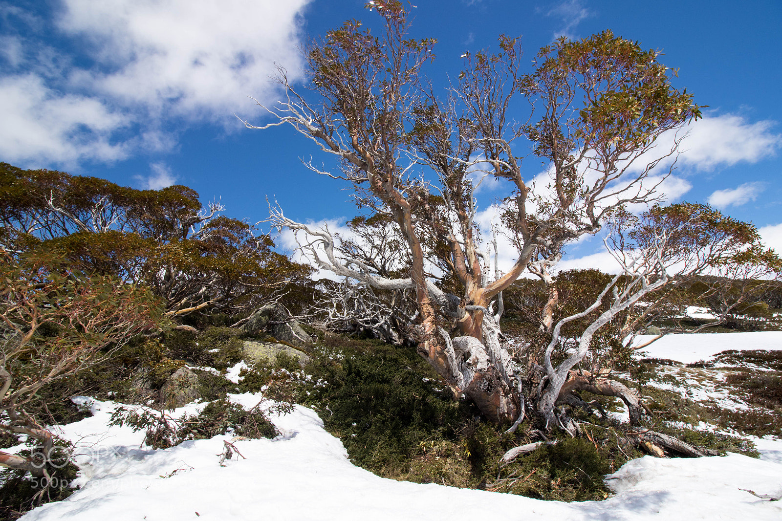 Canon EOS 7D Mark II sample photo. High country gum trees photography