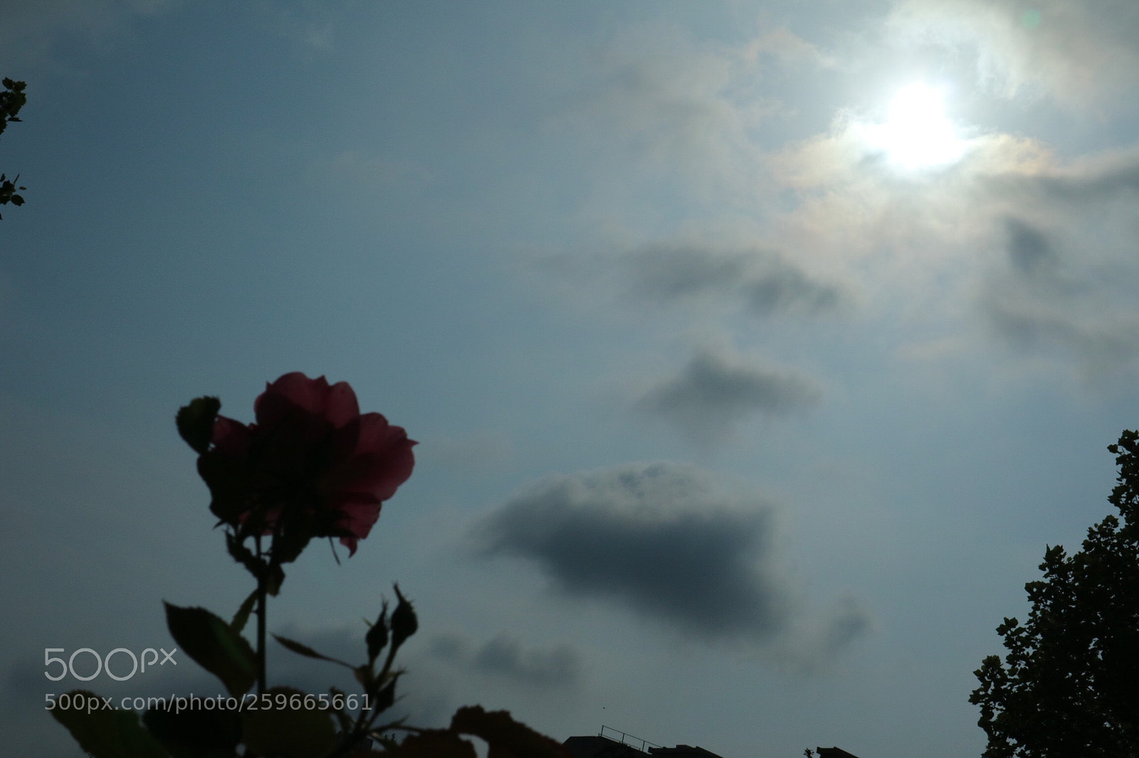 Canon EOS M3 sample photo. Flower photography