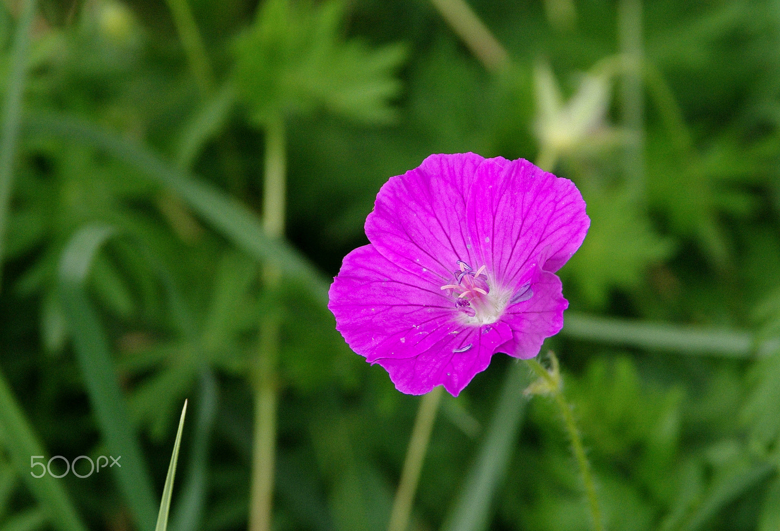 Pentax K-7 sample photo. Pink wildflower photography
