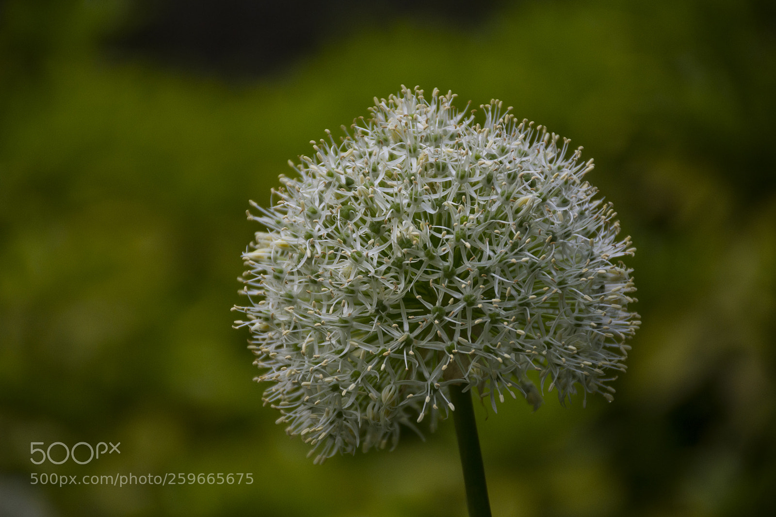 Nikon D7200 sample photo. Flower 5 photography