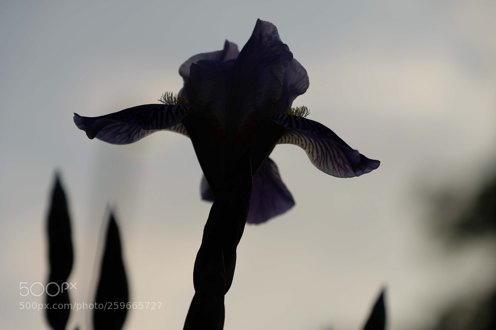 Fujifilm X-T2 sample photo. Silhouette iris photography
