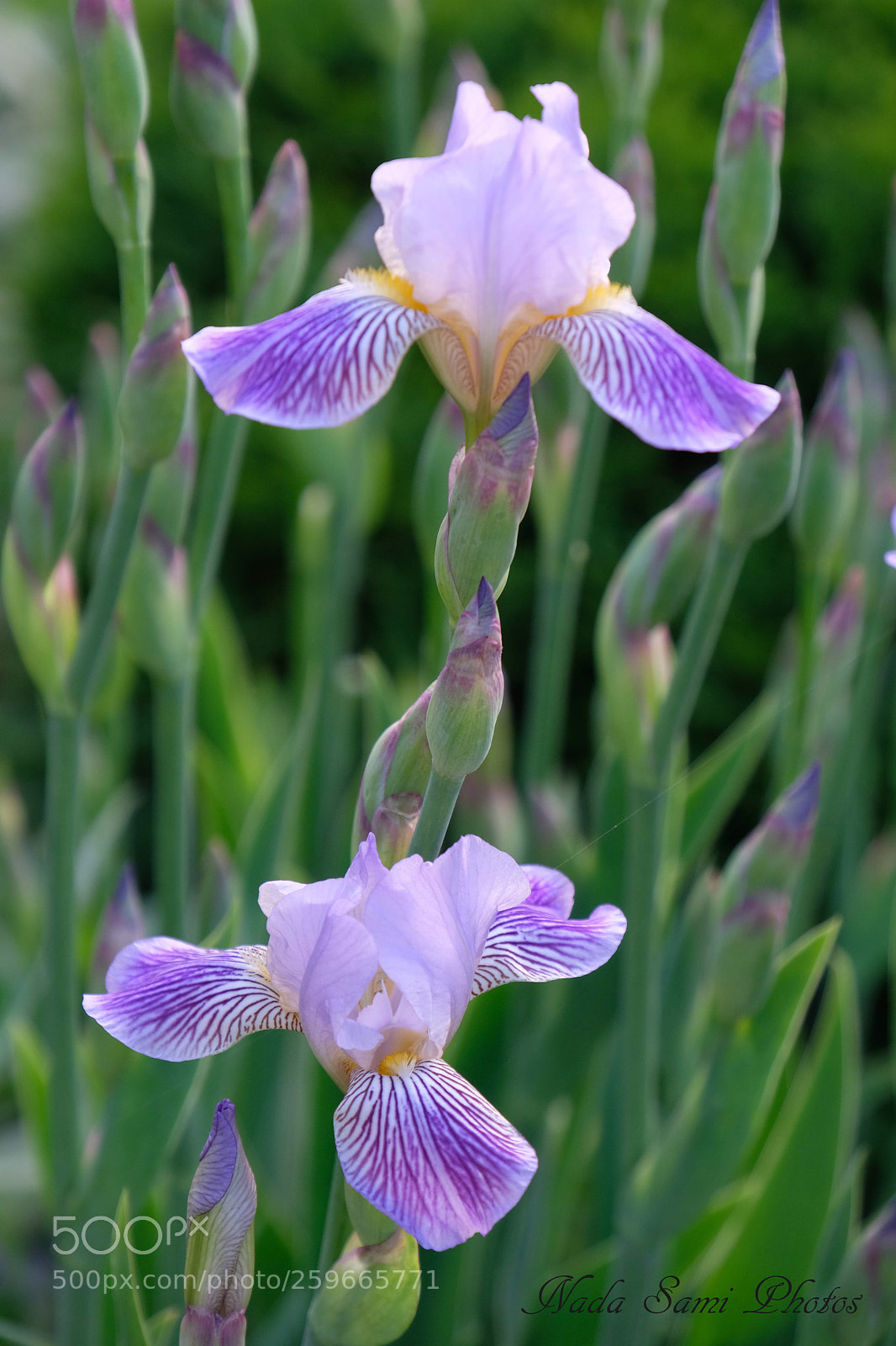 Fujifilm X-T2 sample photo. Two irises  photography