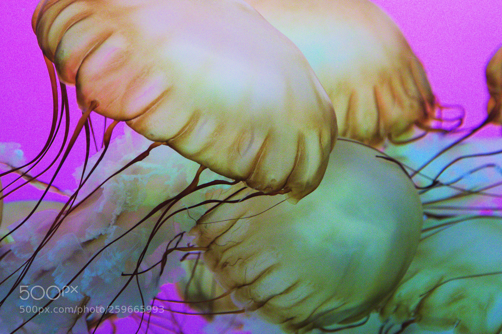 Canon EOS 60D sample photo. Colorful jellyfish photography