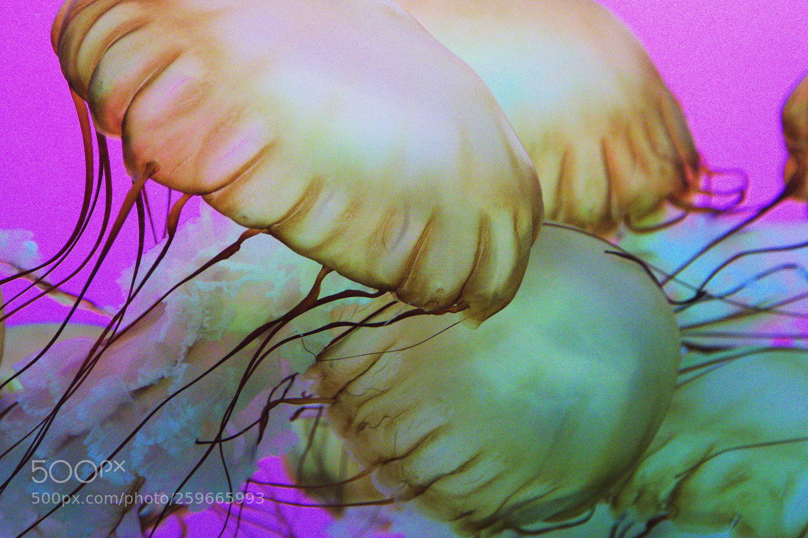 Canon EOS 60D + Canon EF 24-105mm F4L IS USM sample photo. Colorful jellyfish photography