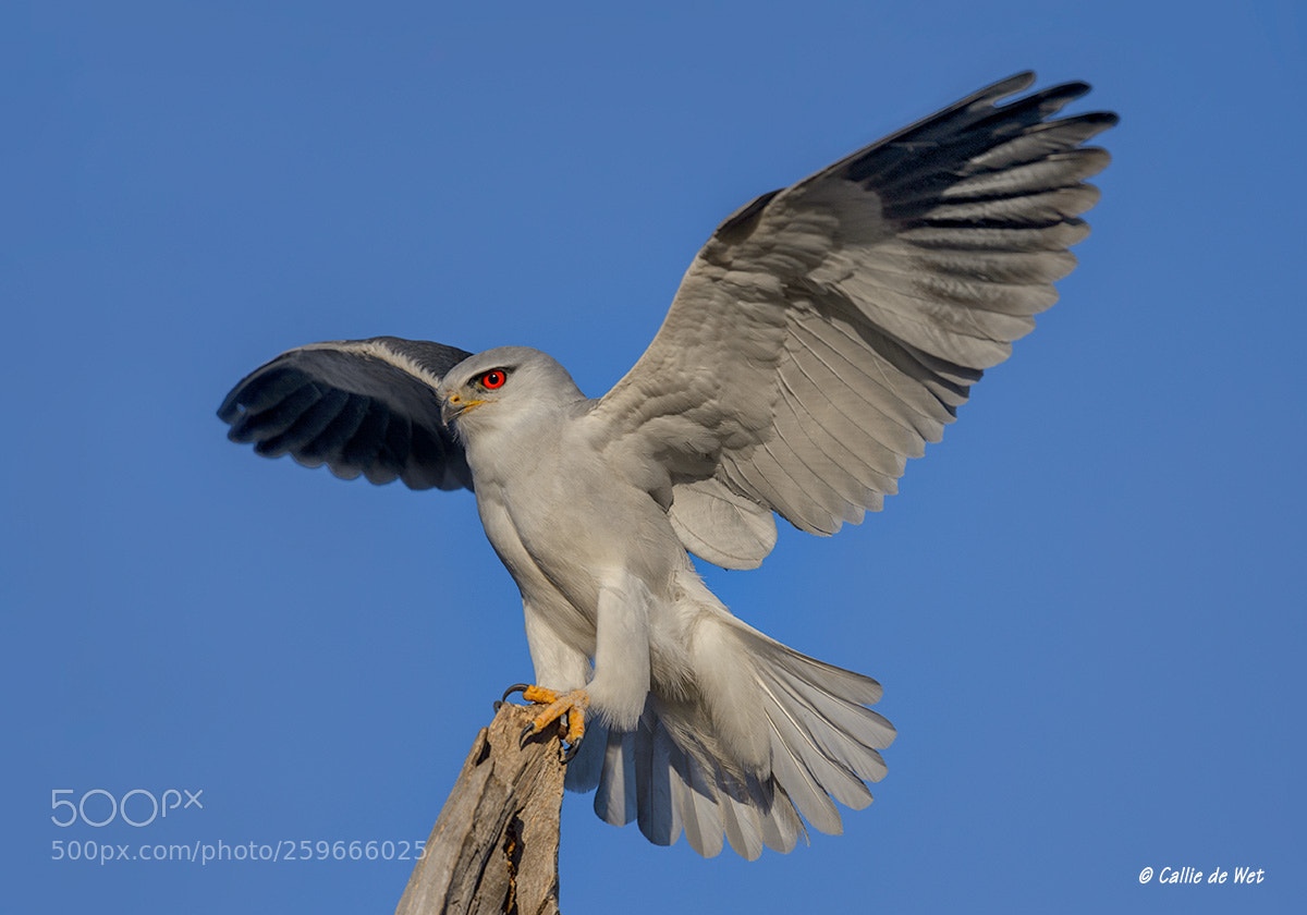 Nikon D4 sample photo. Landing photography