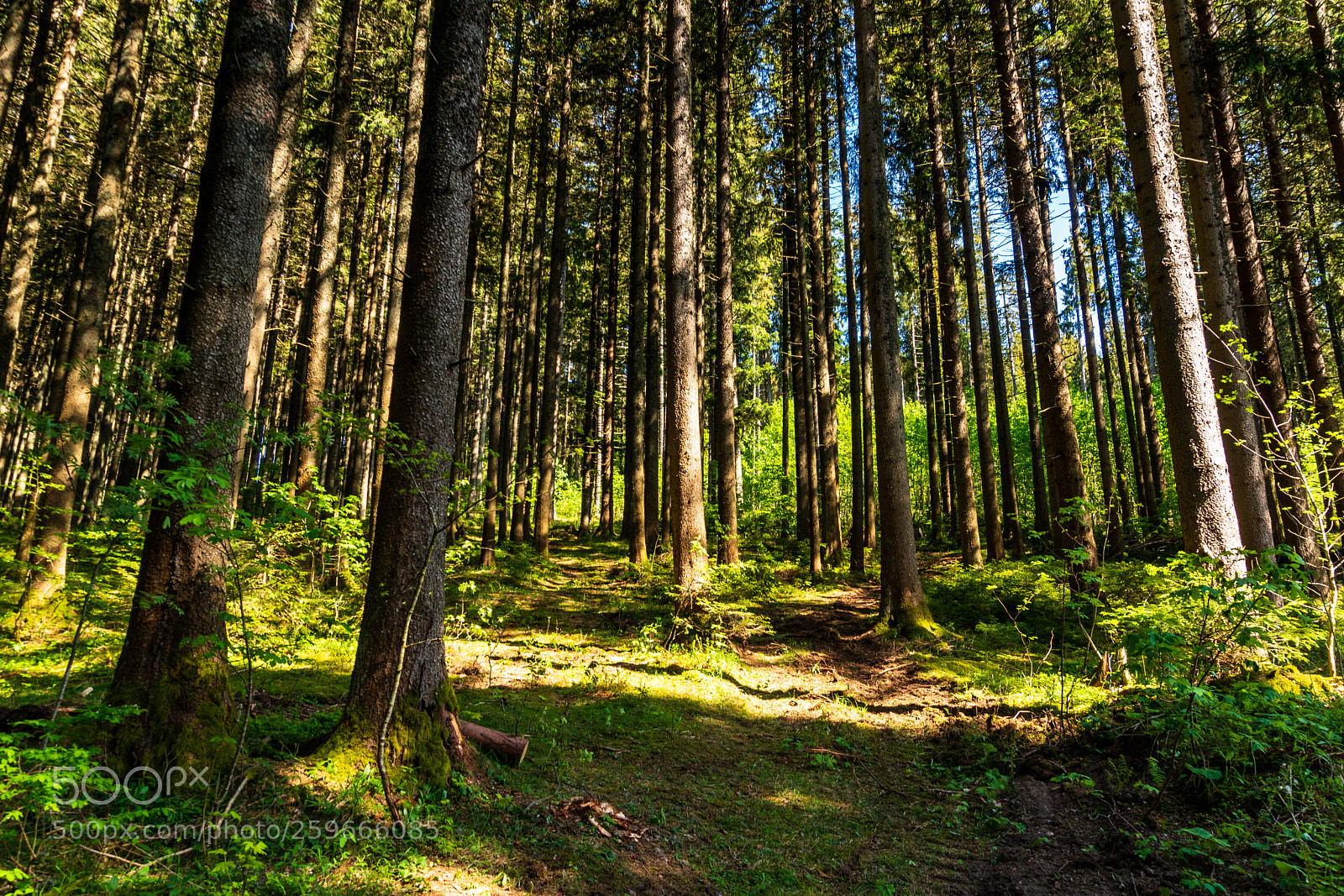 Sony a6300 sample photo. Black forest 2 photography