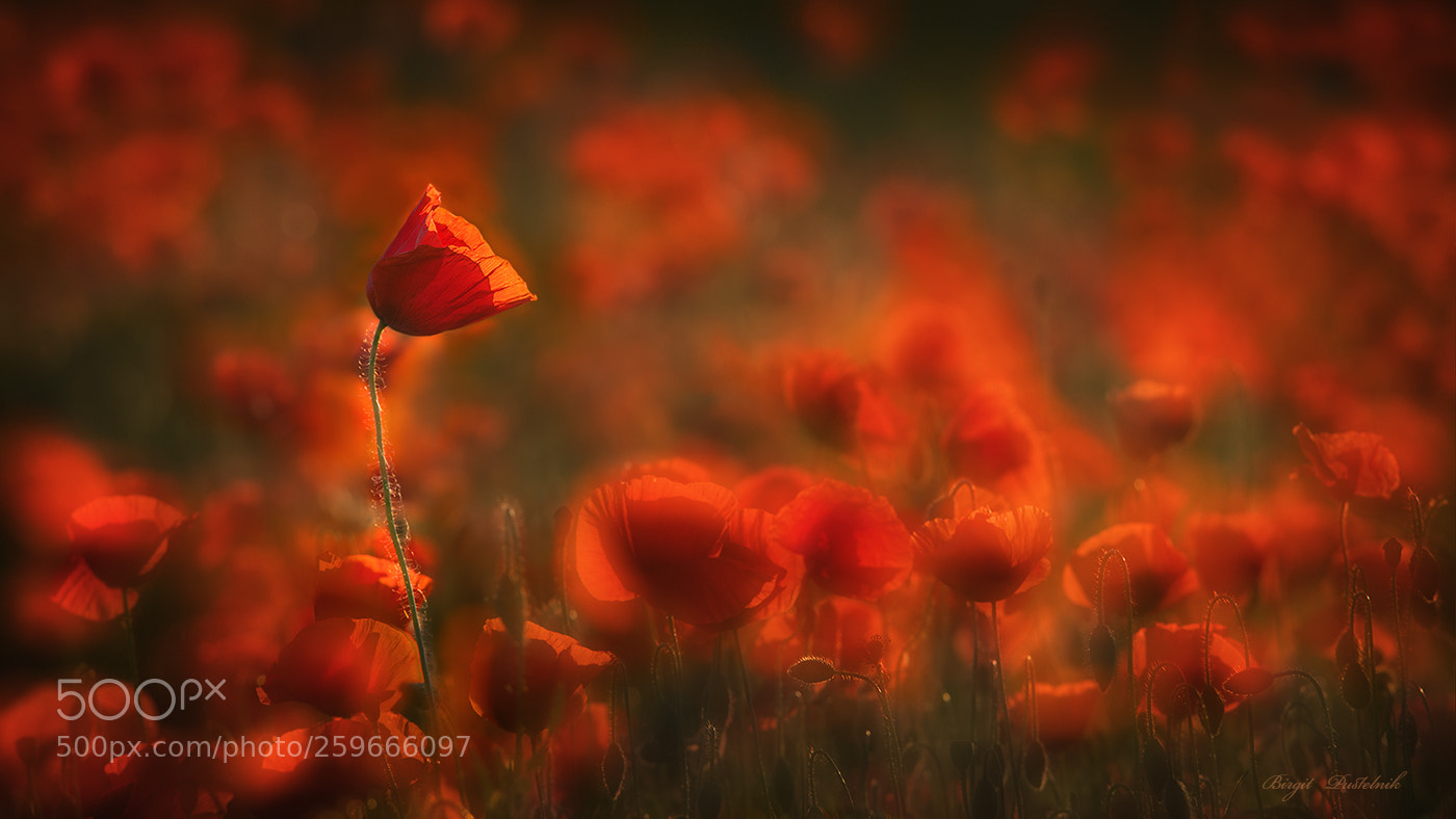 Nikon D7100 sample photo. Poppies photography