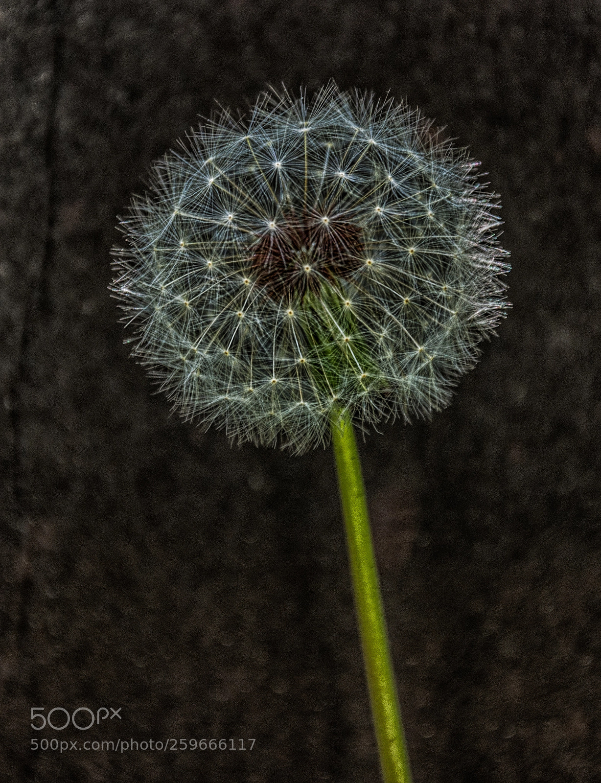 Nikon D90 sample photo. Dandelion photography