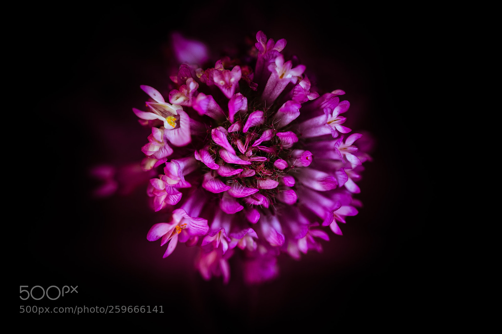 Nikon D7100 sample photo. British red clover photography