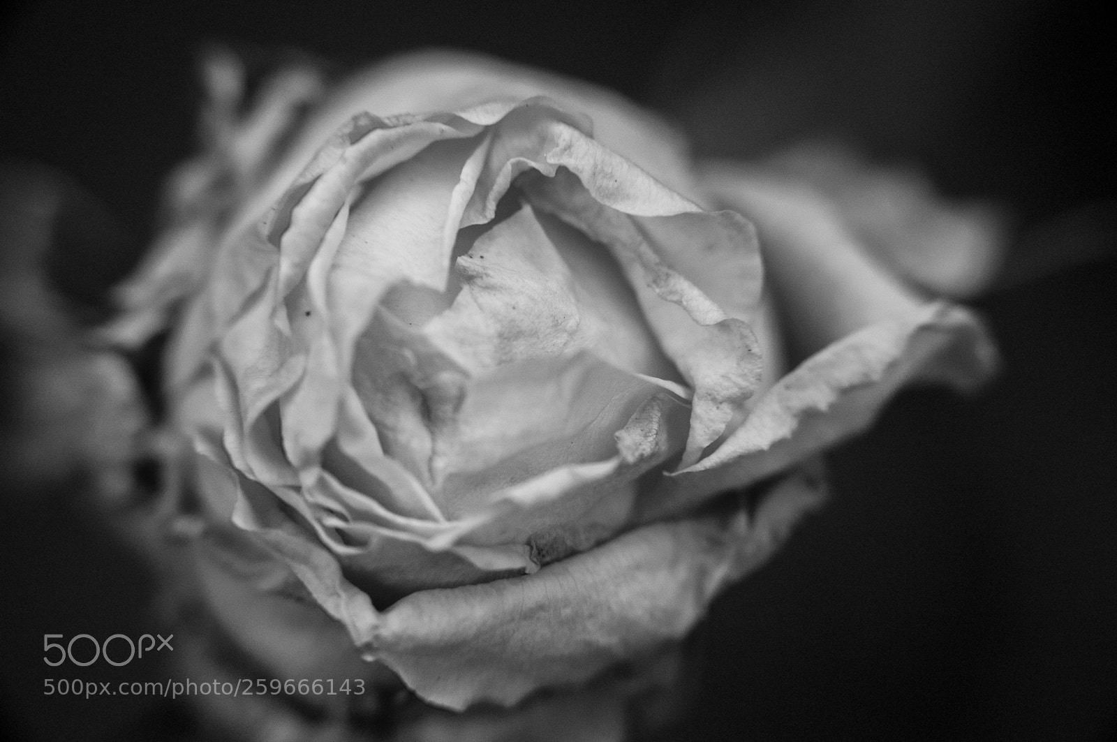 Nikon D300 sample photo. Withering flower photography