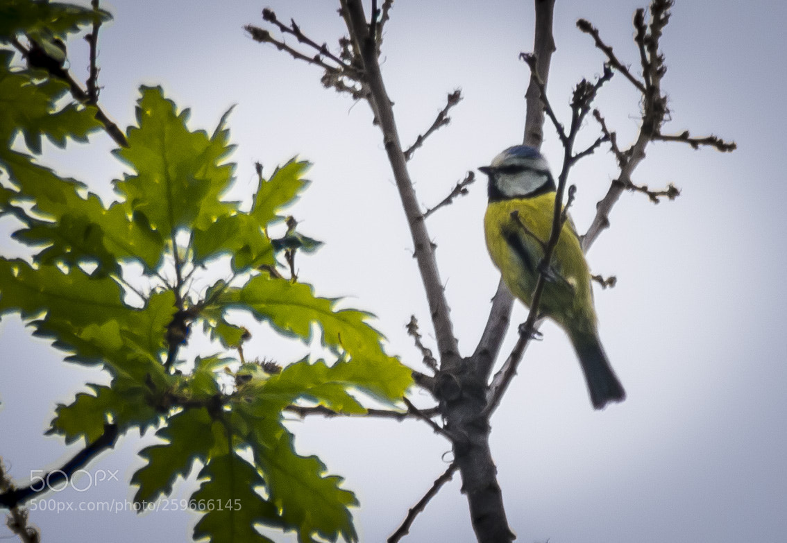 Pentax K-30 sample photo. Cinciallegra photography