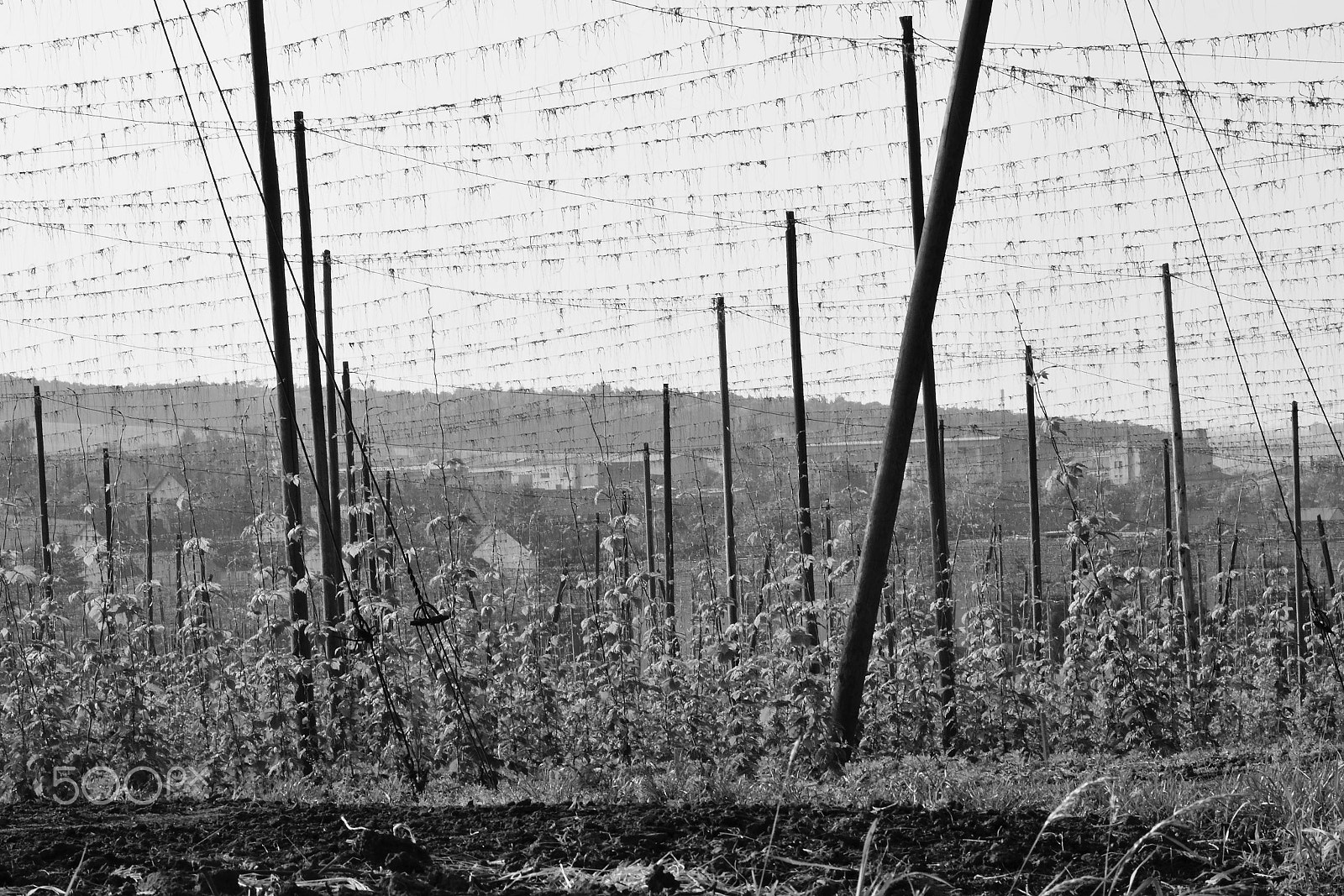 Nikon D5300 sample photo. Spring morning in hop-garden with libesice village on background with black and white stylization photography