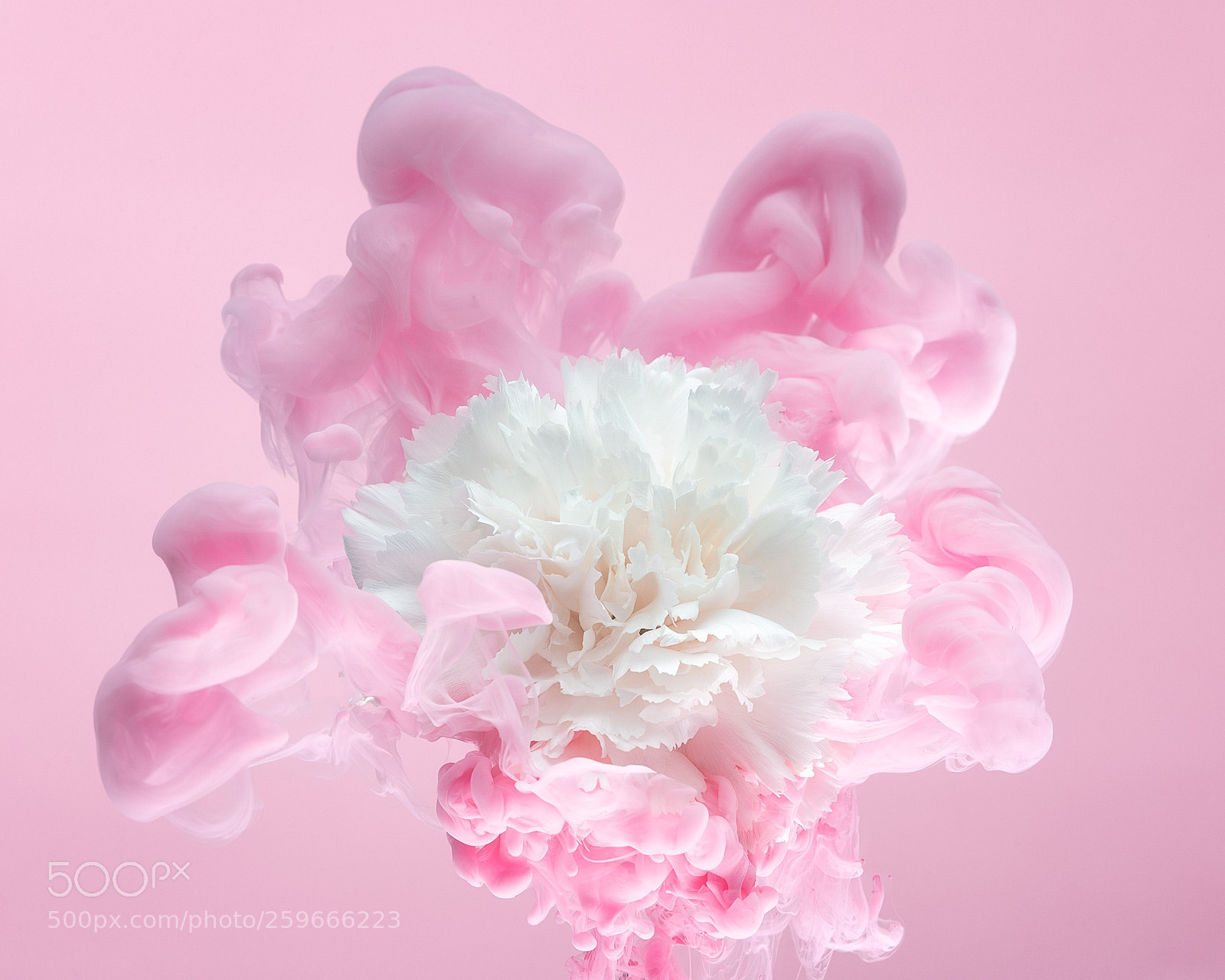 Nikon D850 sample photo. White carnation ii photography