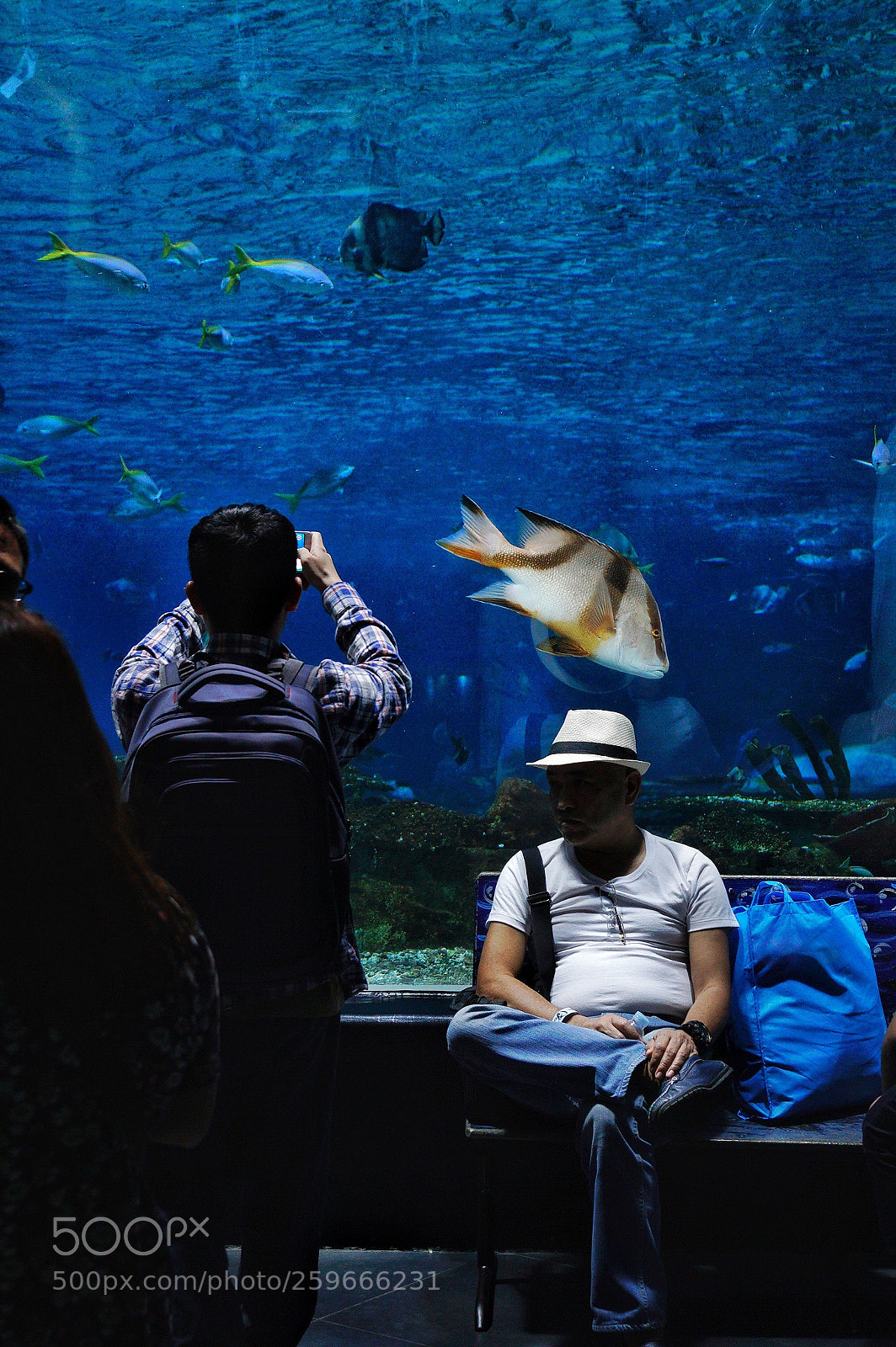 Sony a6300 sample photo. At the aquarium
 photography