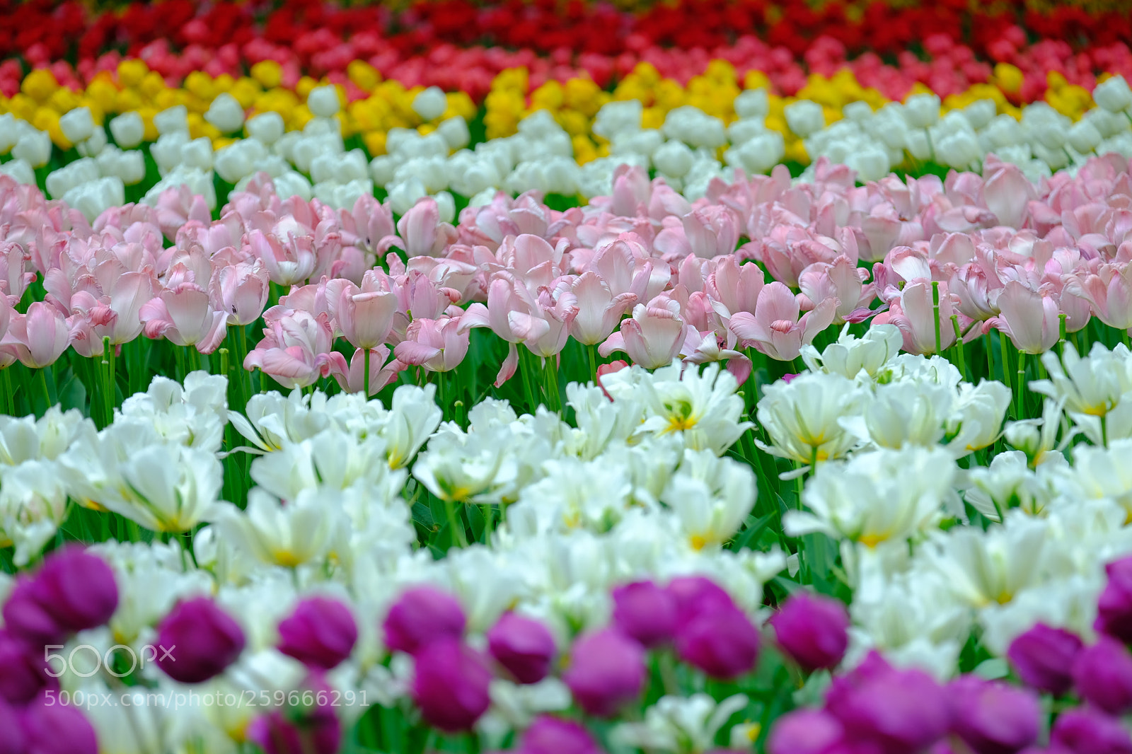 Fujifilm X-T2 sample photo. Color borders photography