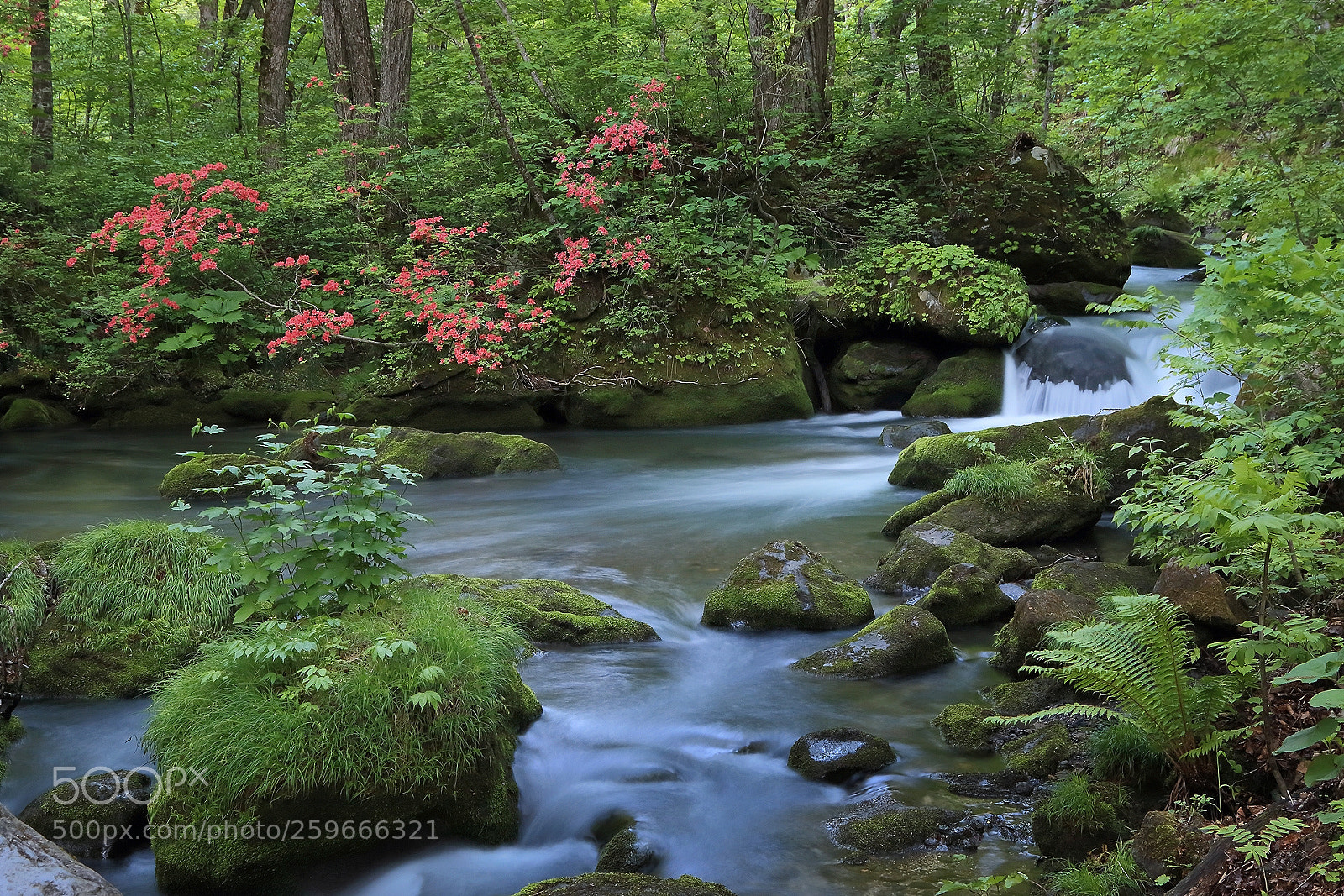 Canon EOS 70D sample photo. Spring stream iii photography