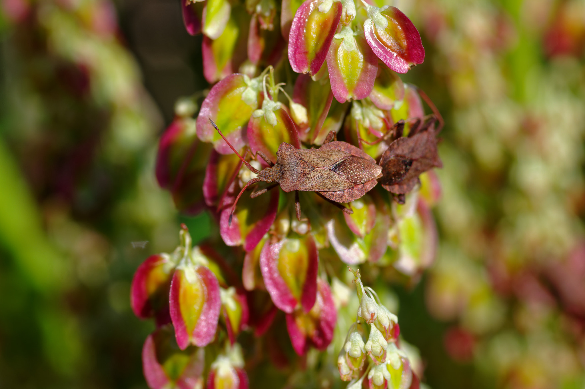 Pentax K-3 II + Pentax smc D-FA 50mm F2.8 Macro sample photo. Pentax k3 11 50mm macro . rhubarb and sheild bug. photography