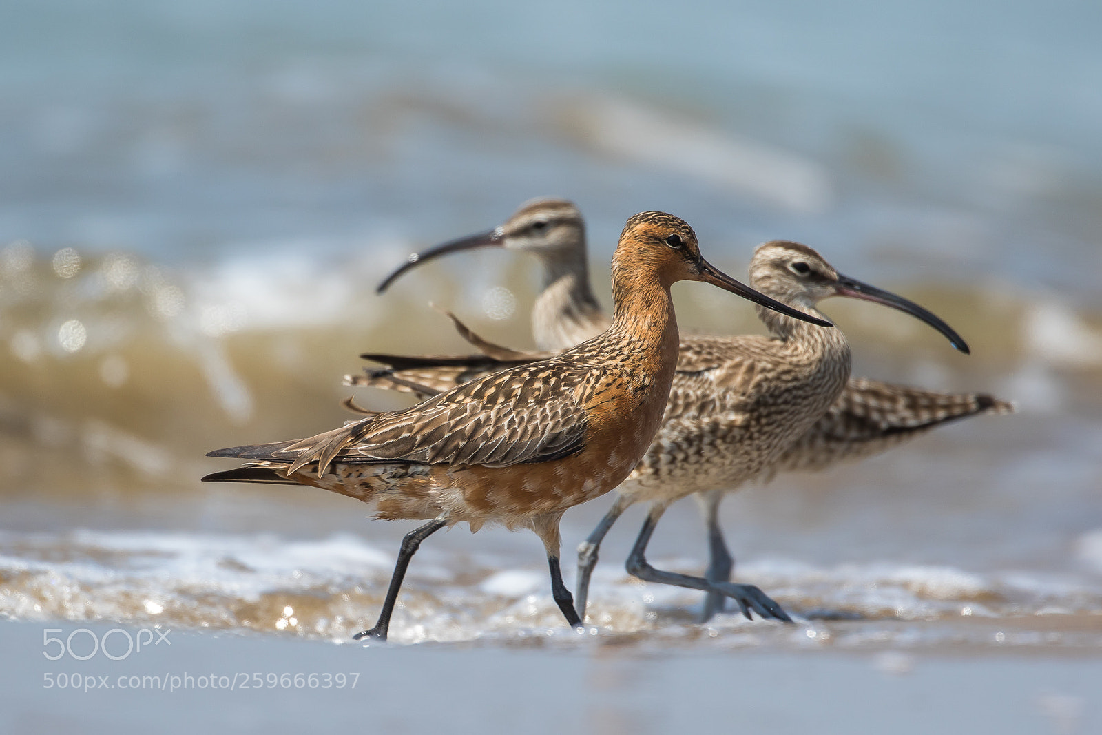 Canon EOS 7D Mark II sample photo. With(bar-tailed godwit & whimbrel) photography