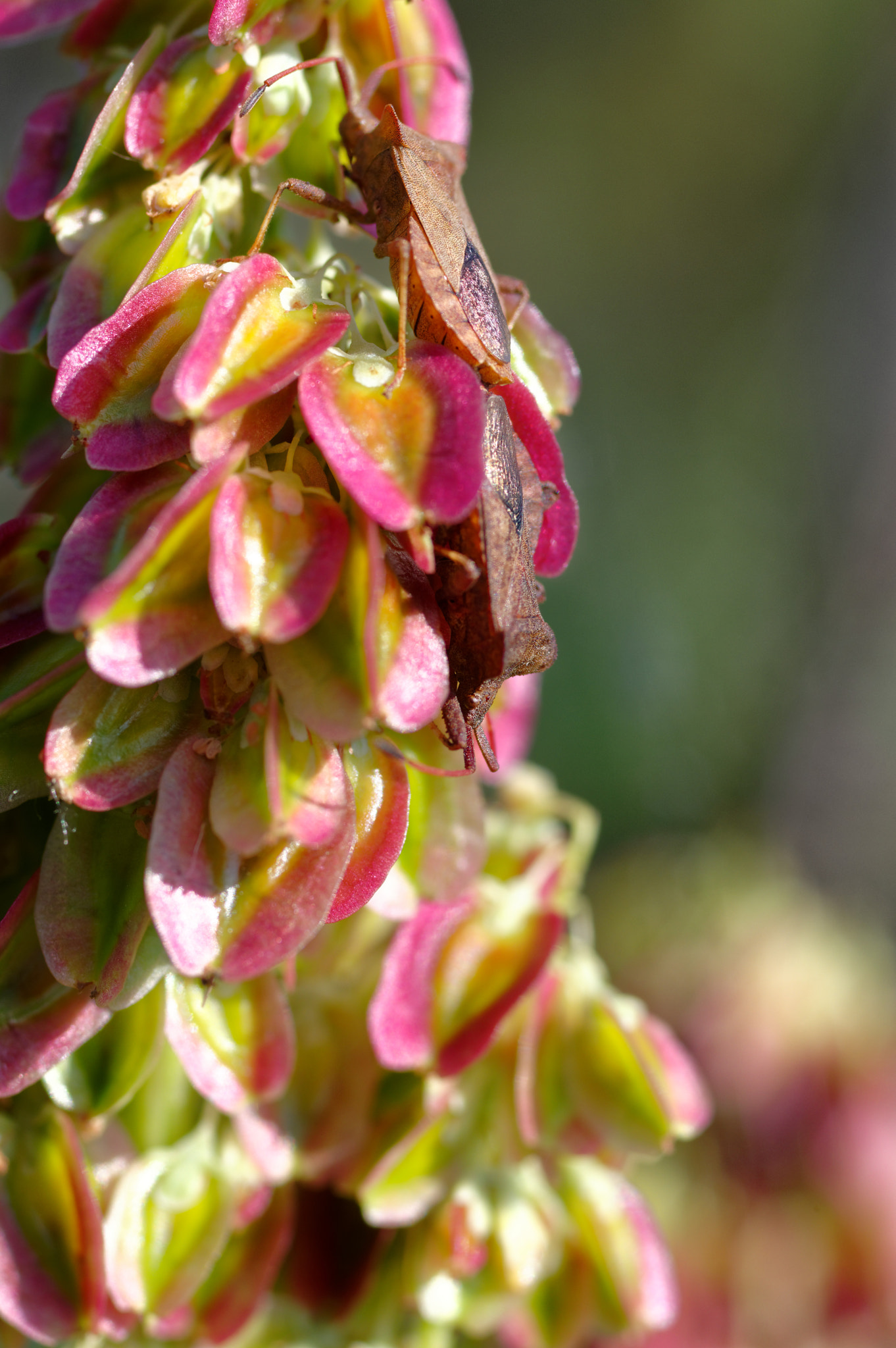 Pentax K-3 II + Pentax smc D-FA 50mm F2.8 Macro sample photo. Pentax k3 11 50mm macro . rhubarb and sheild bug. photography