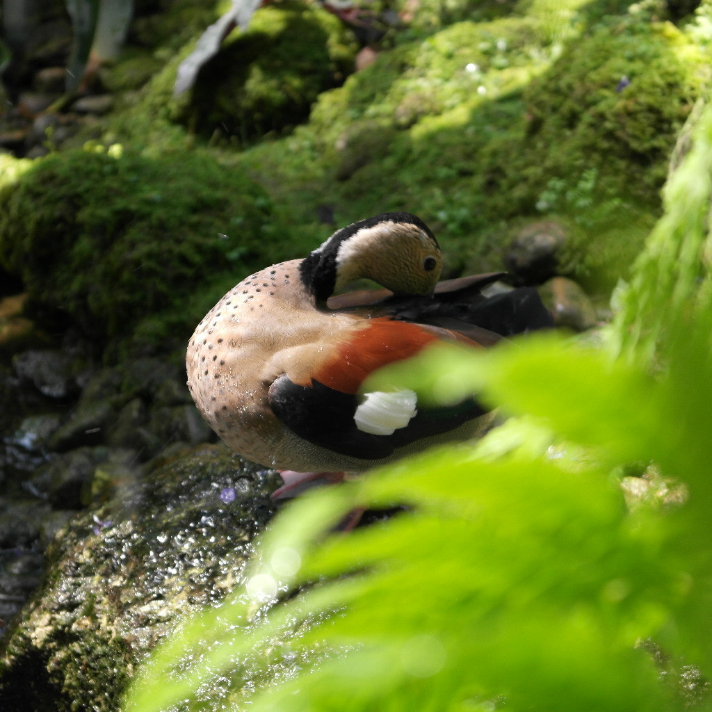 Samsung NX1000 sample photo