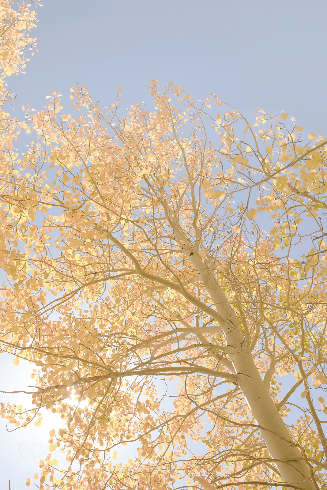 Nikon D810 sample photo. Sierra aspen photography