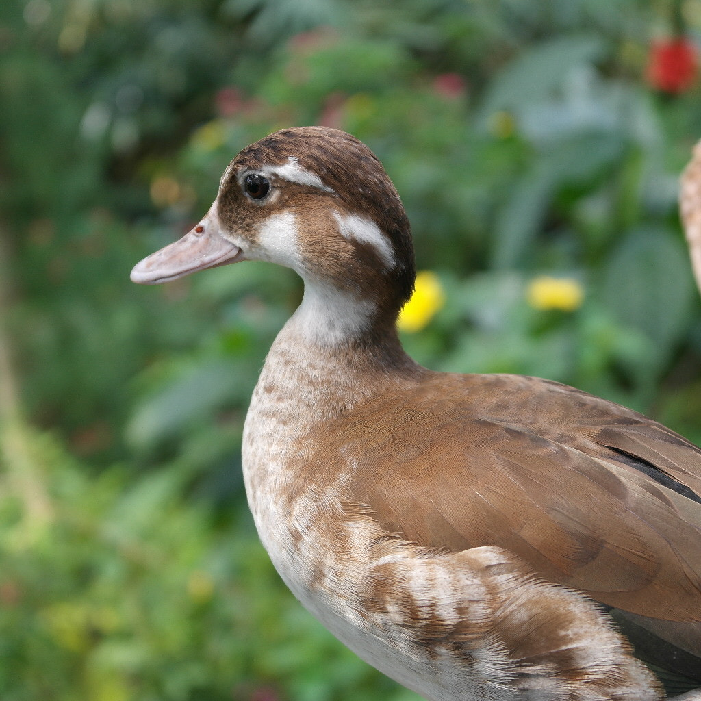 Samsung NX1000 sample photo