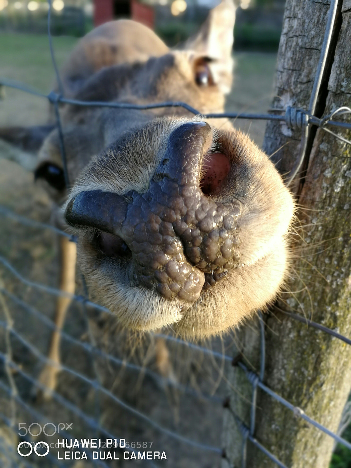 HUAWEI P10 sample photo. Untitled photography